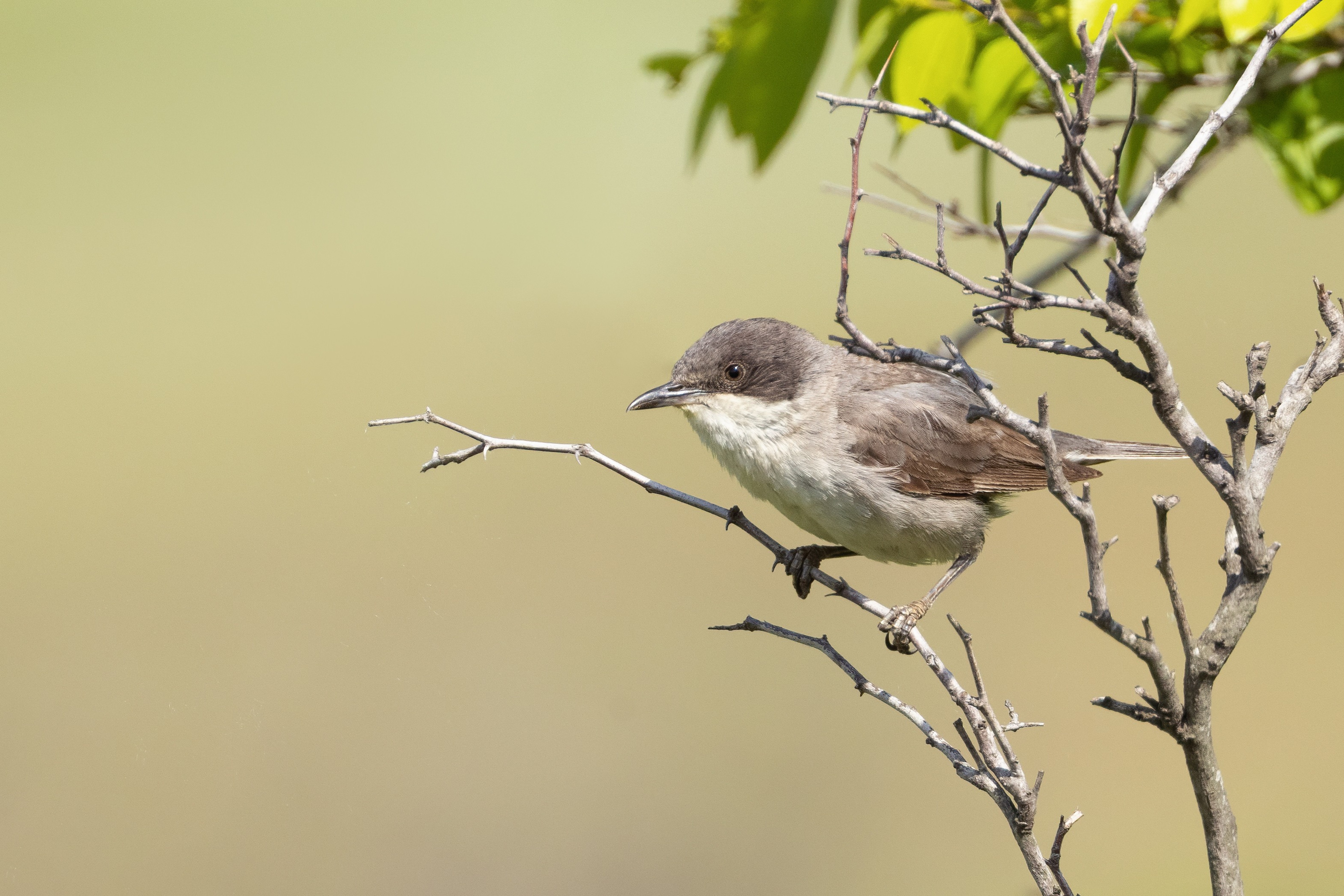 Eastern Orphean Warbler