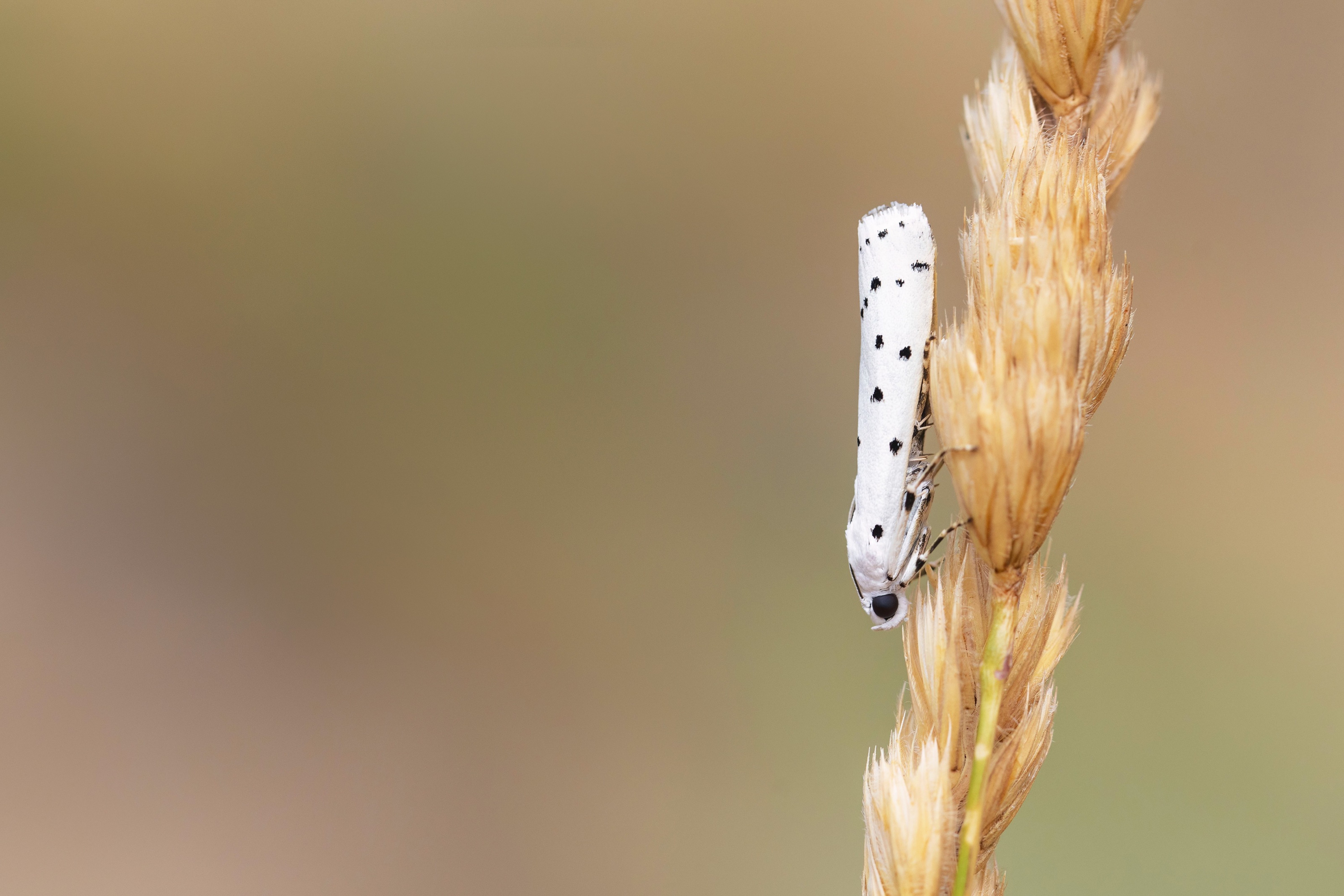 Thistle Ermine