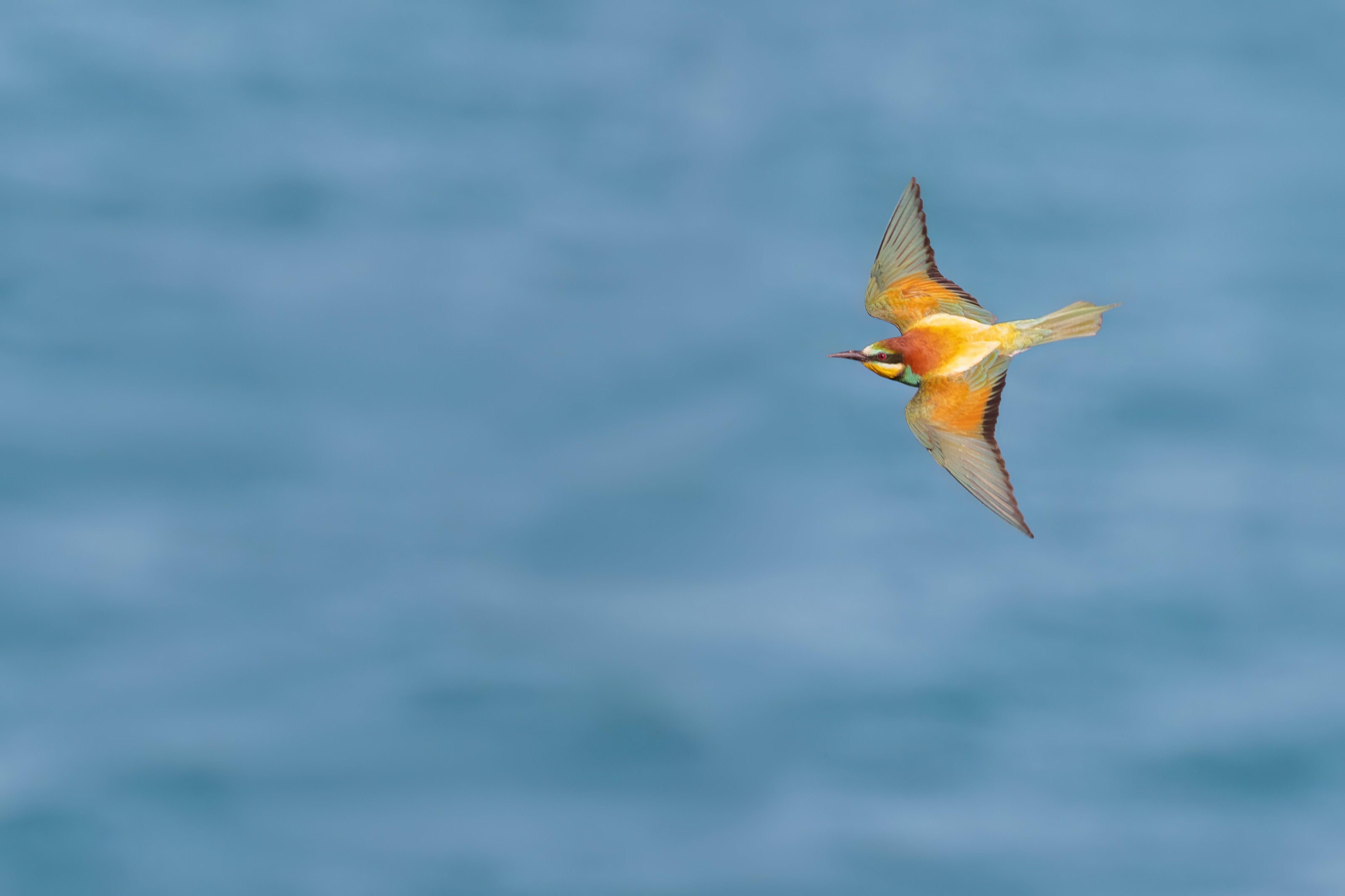 Bee-eater