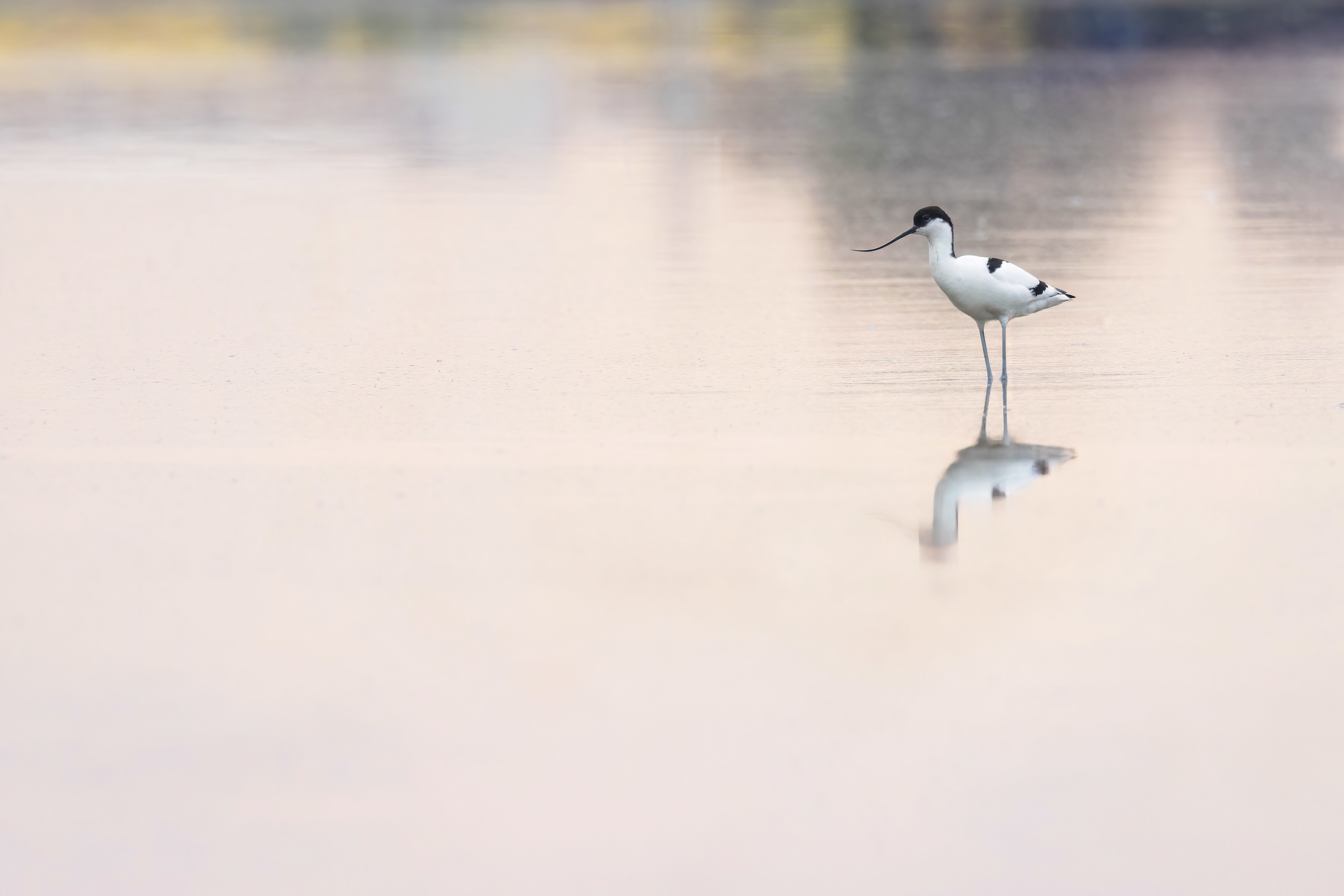 Avocet