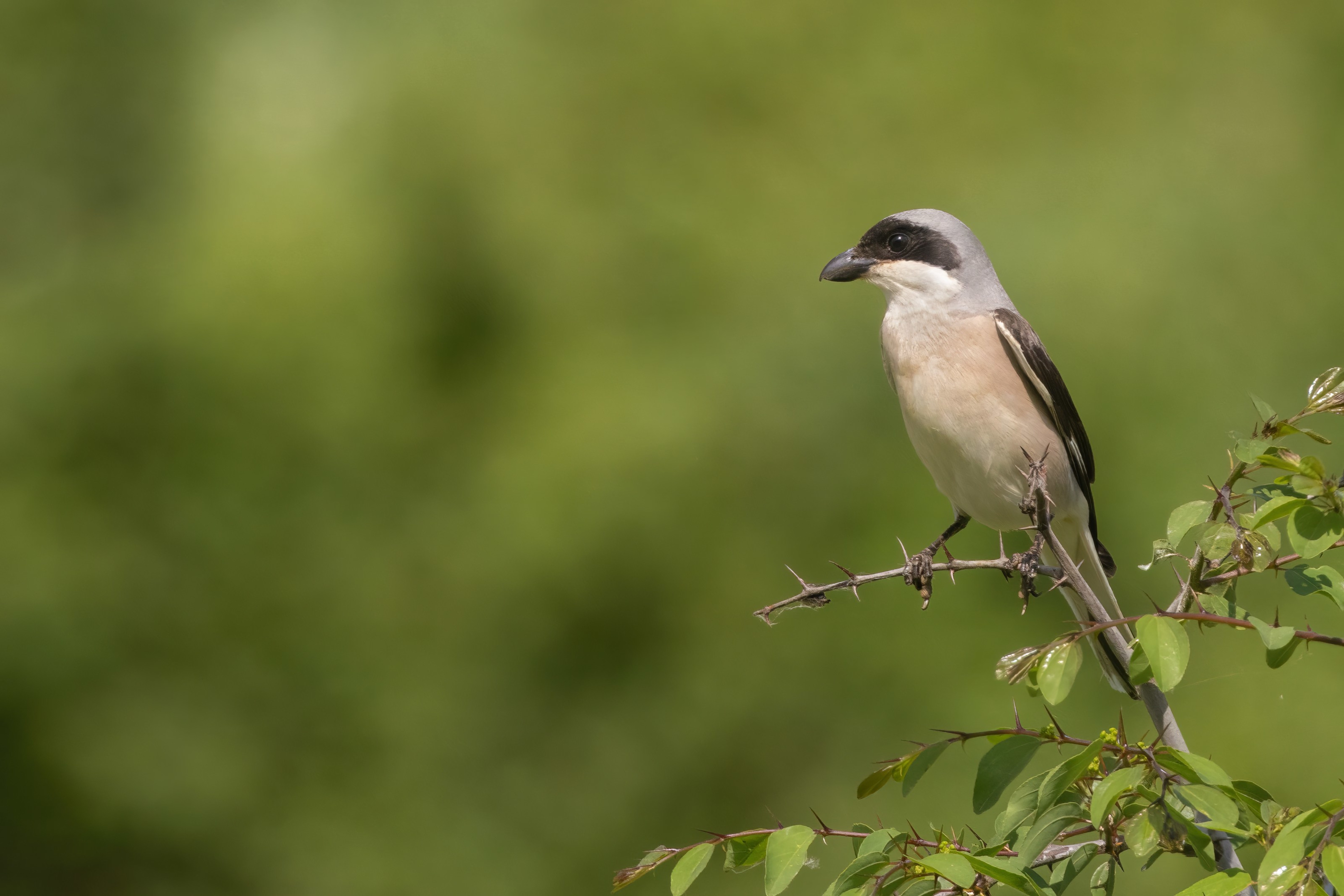 Lesser Grey Shrike