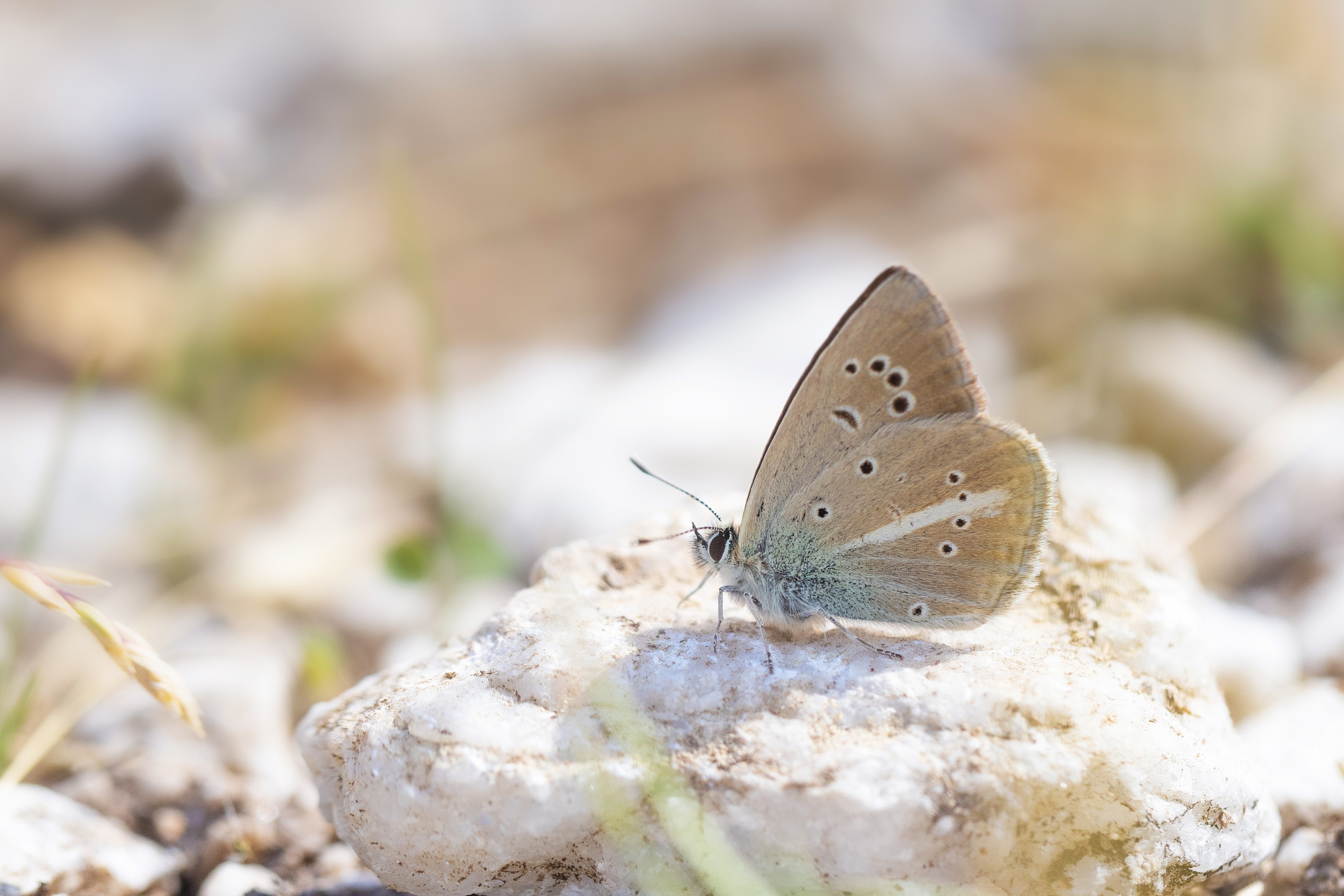 Higgin's Anomalous Blue