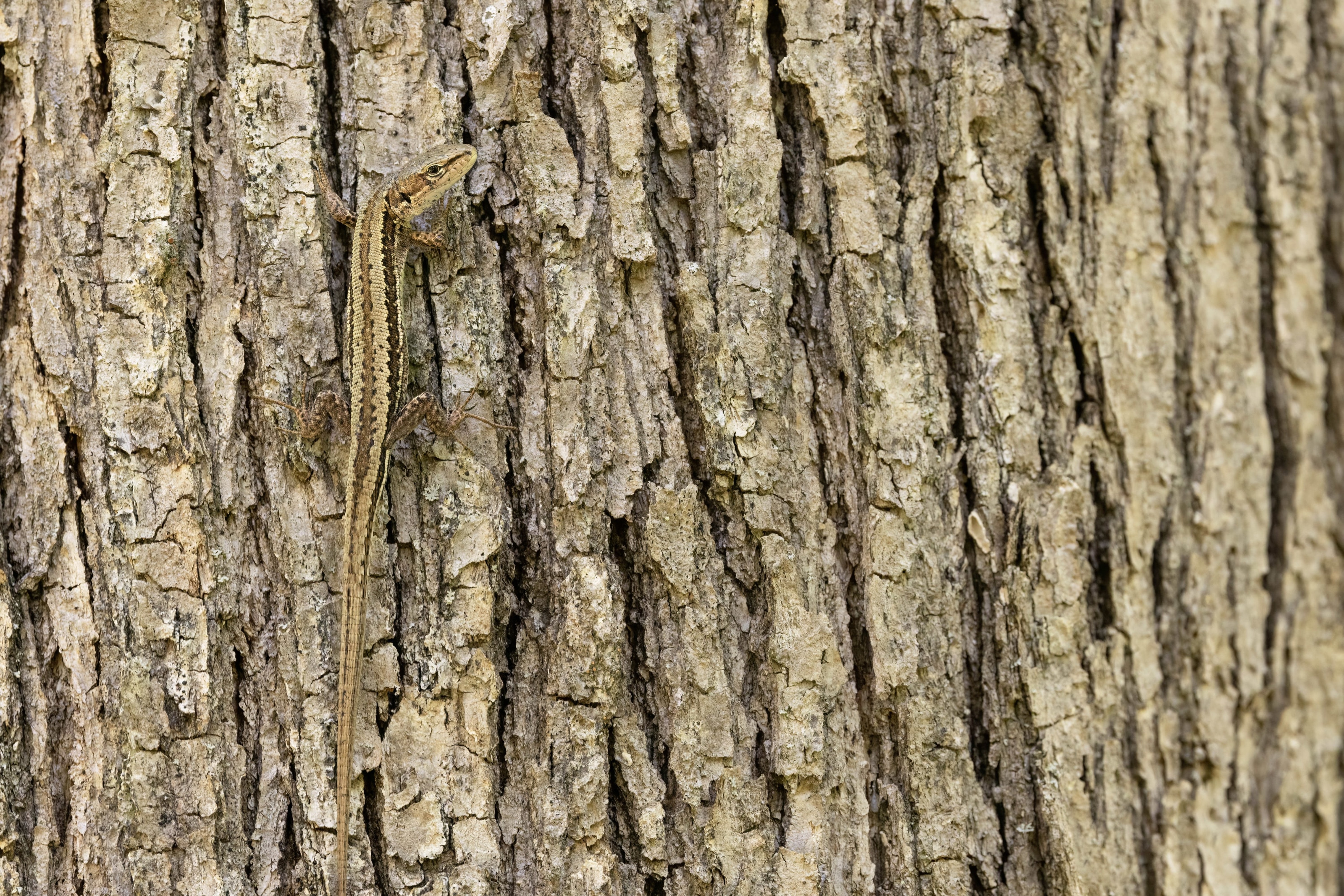 Meadow Lizard