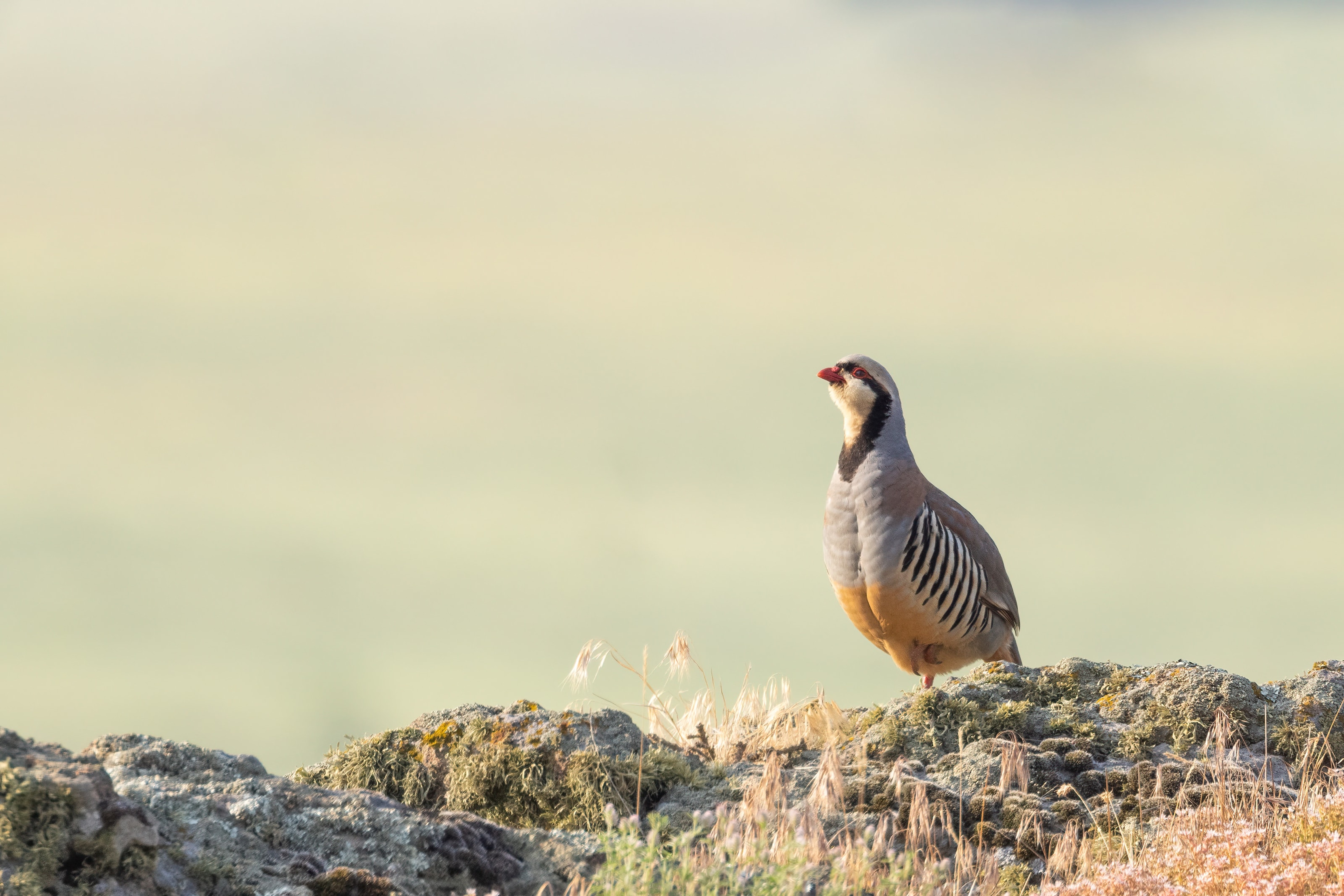 Chukar on a rock in the Eastern Rodopi mountains of Bulgaria 