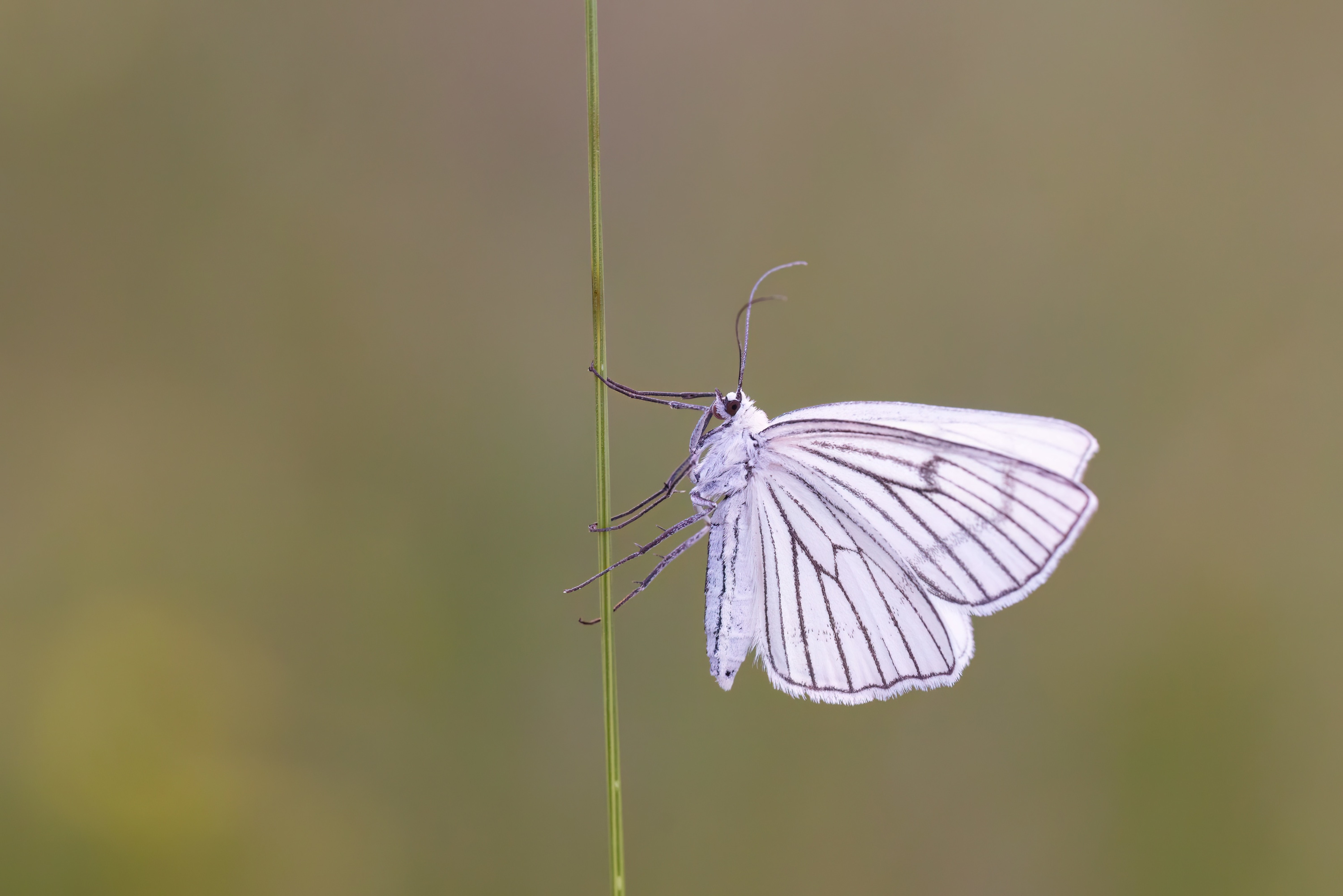 Black-veined Moth