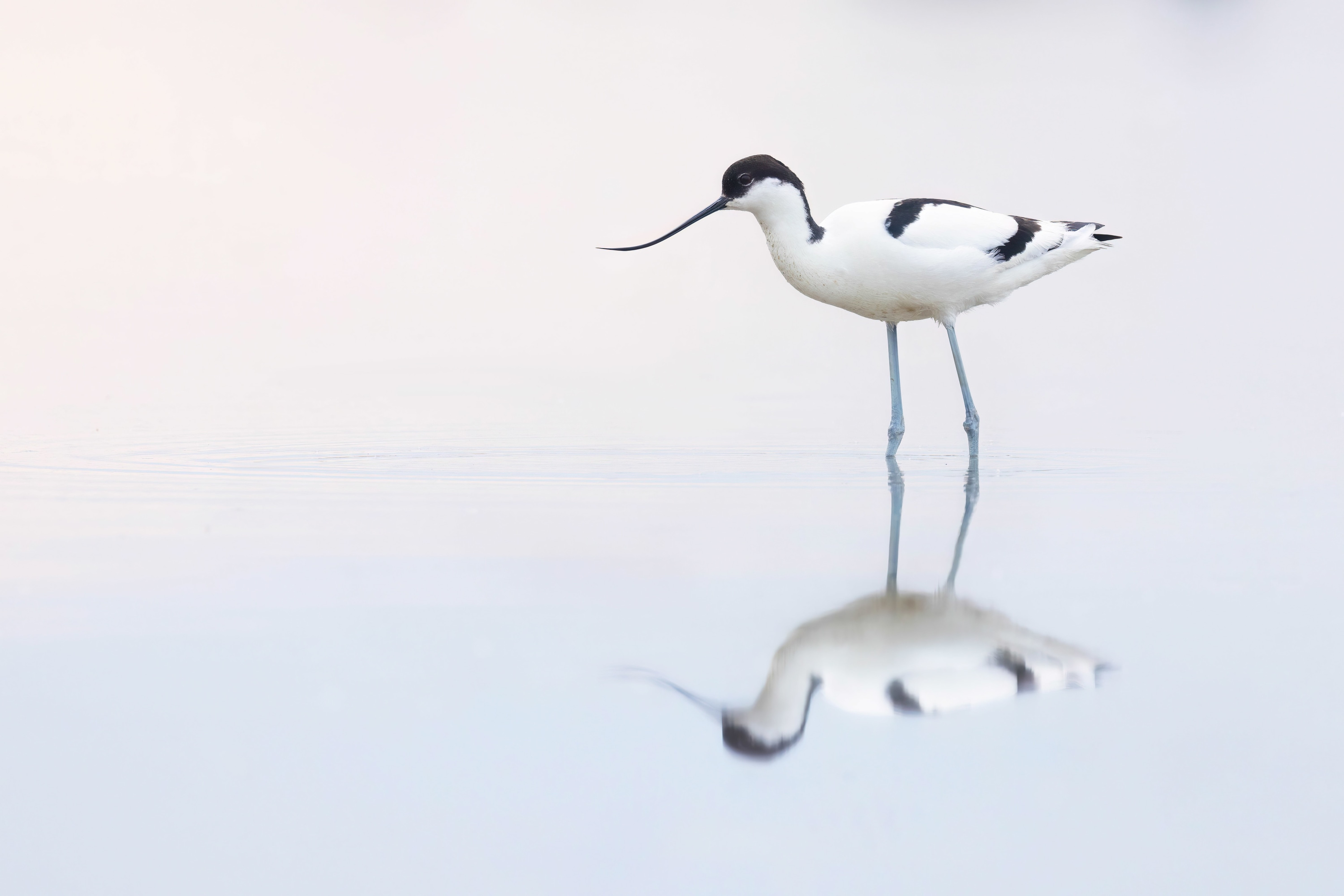 Avocet