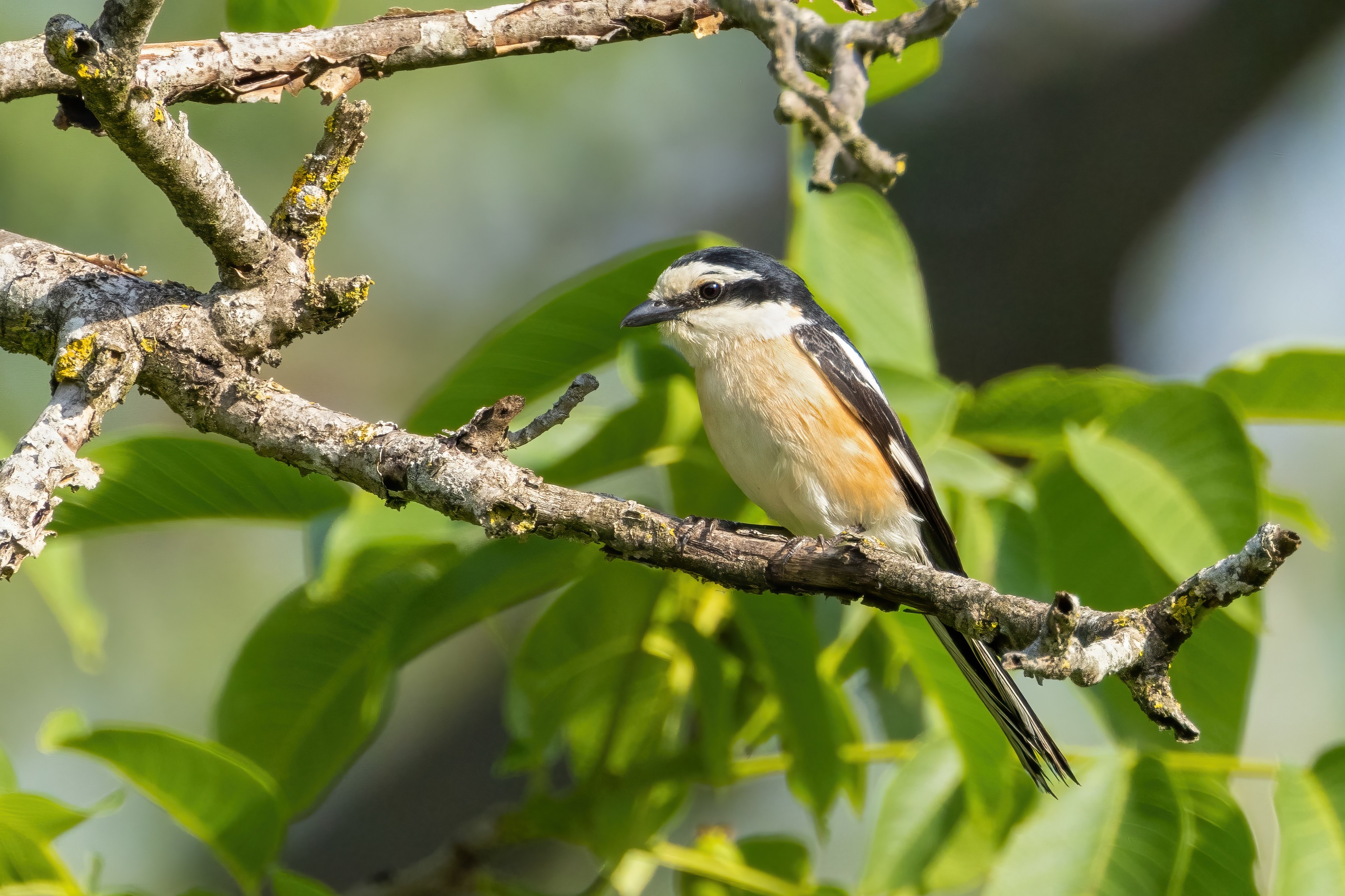 Masked Shrike