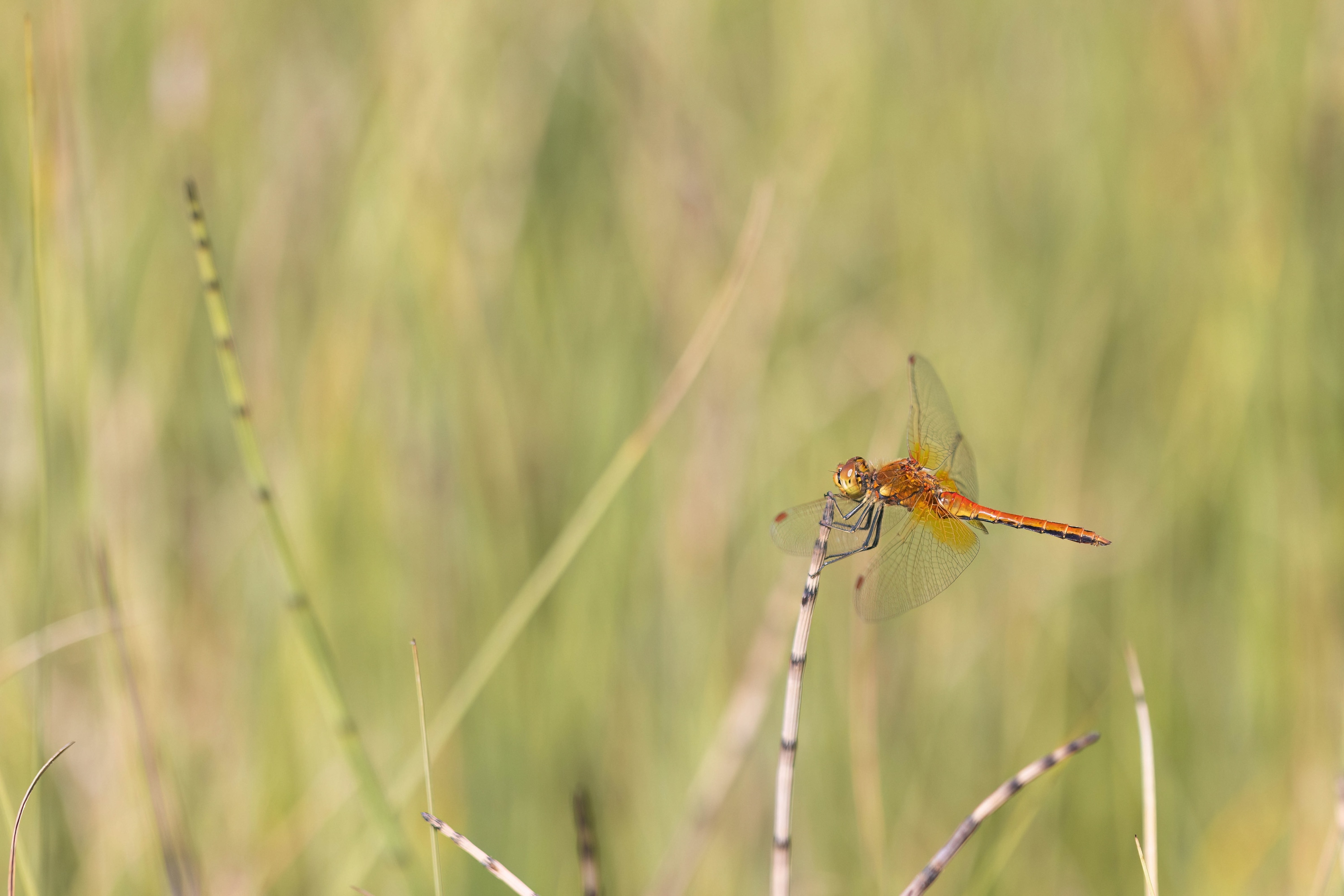 Yellow-winged Darter