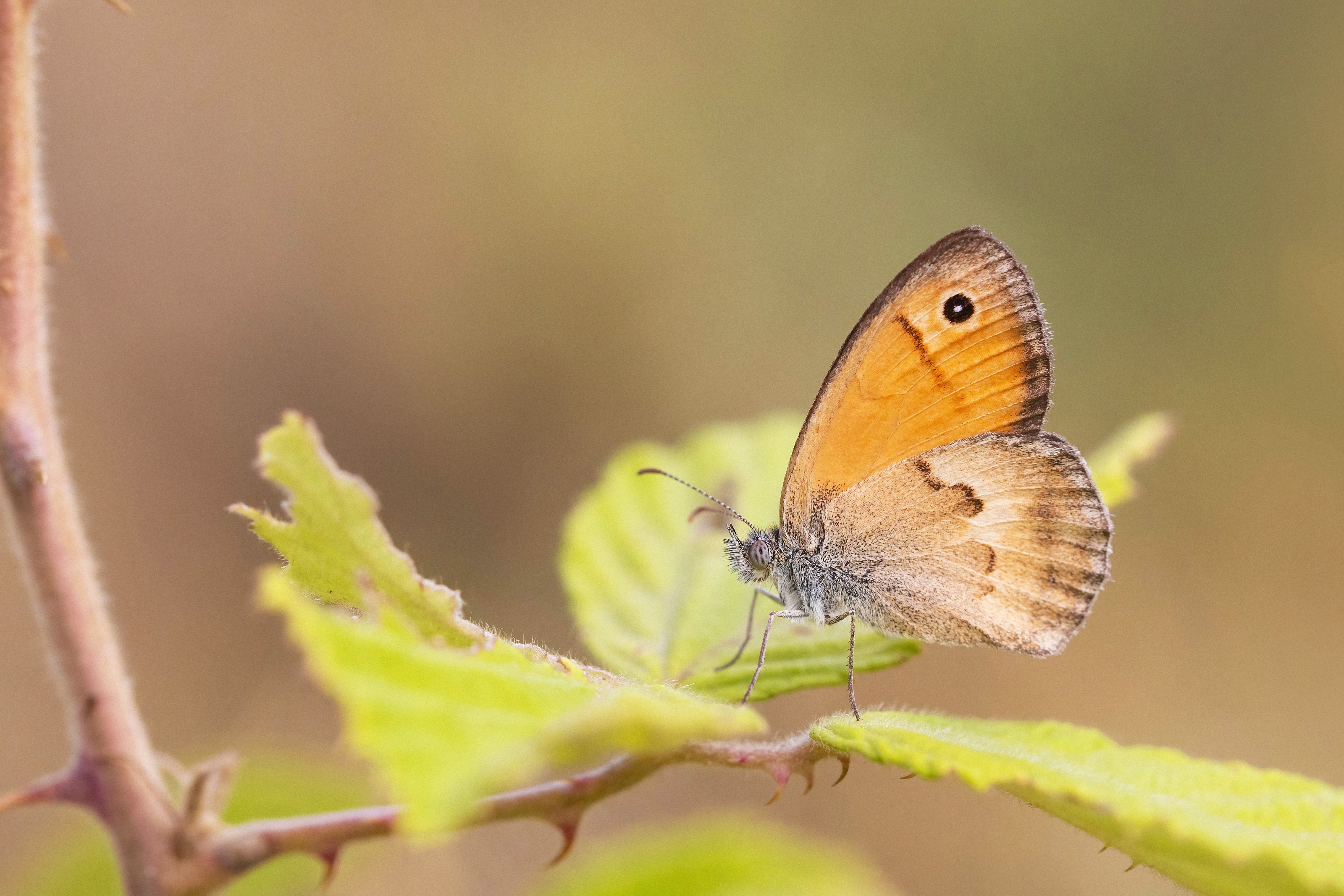 Small Heath