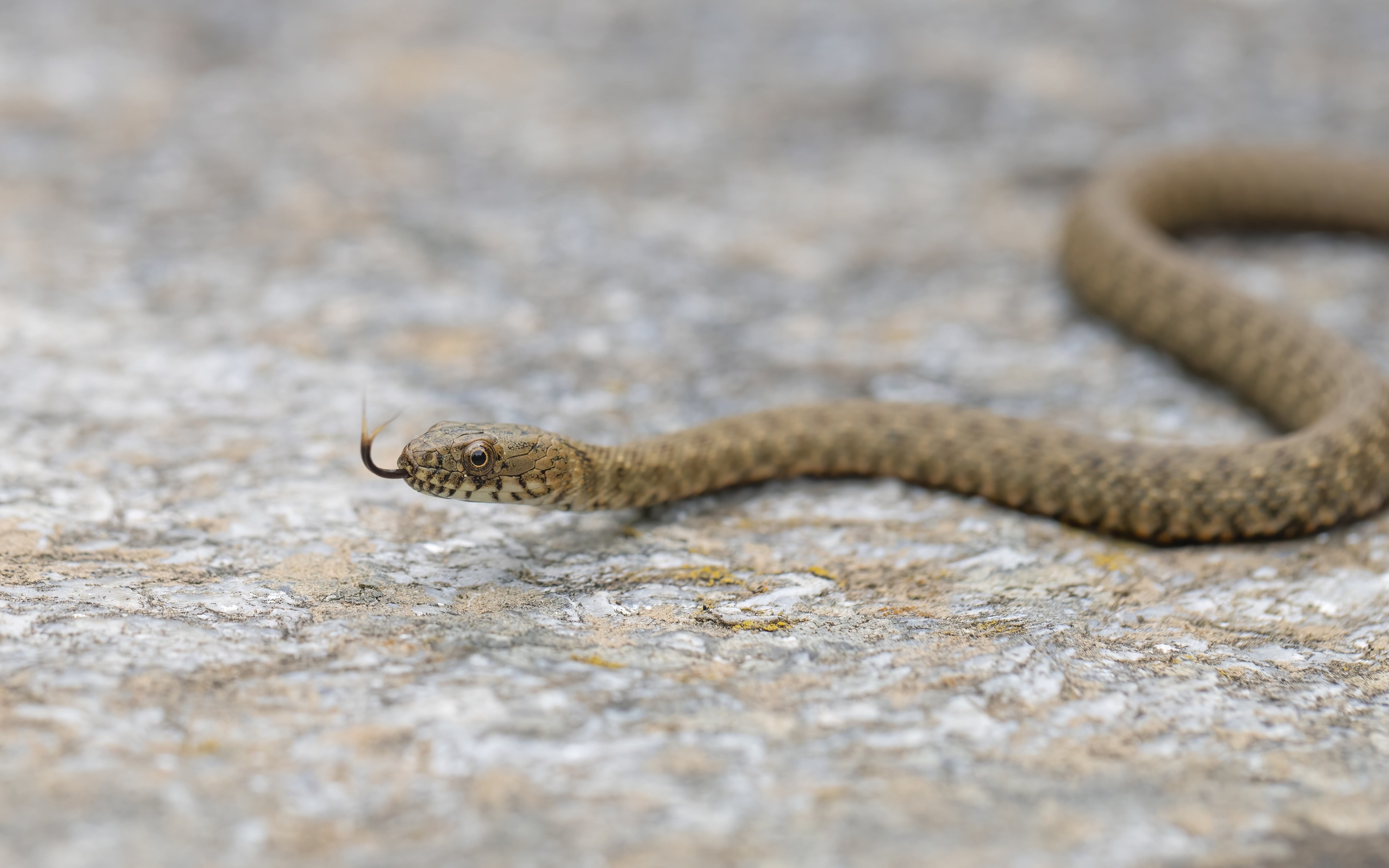 Dice Snake