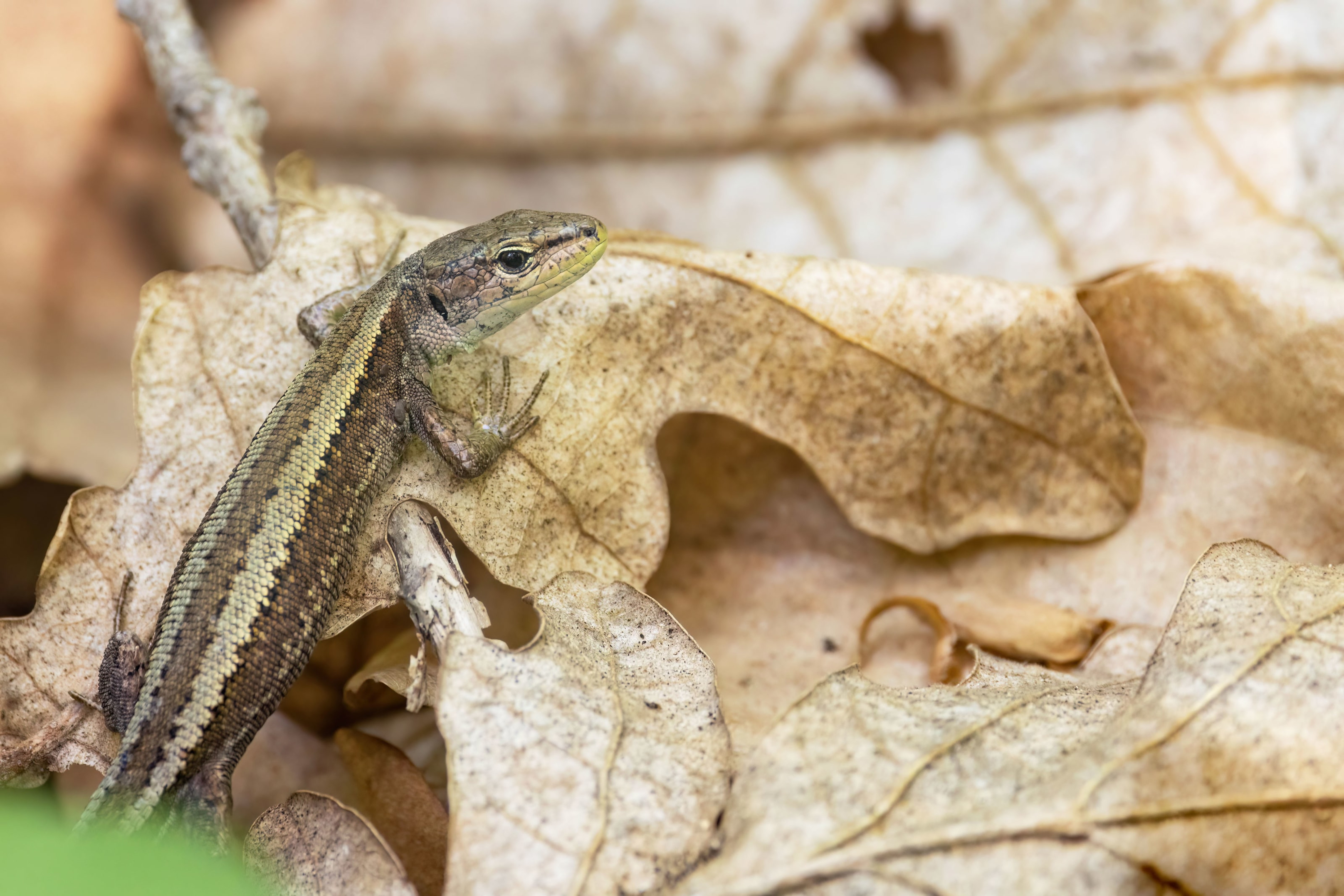 Meadow Lizard