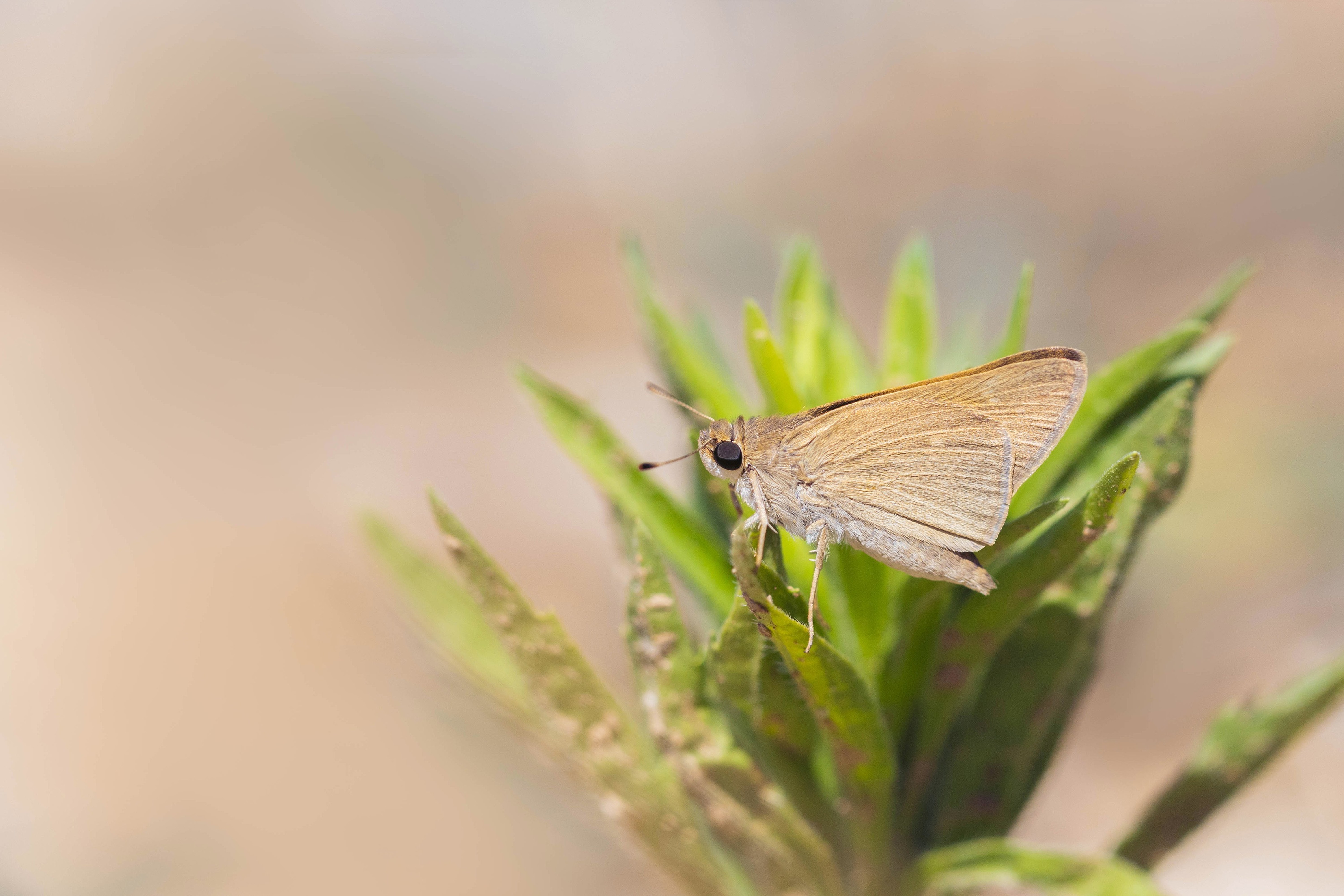 Mediterranean Skipper