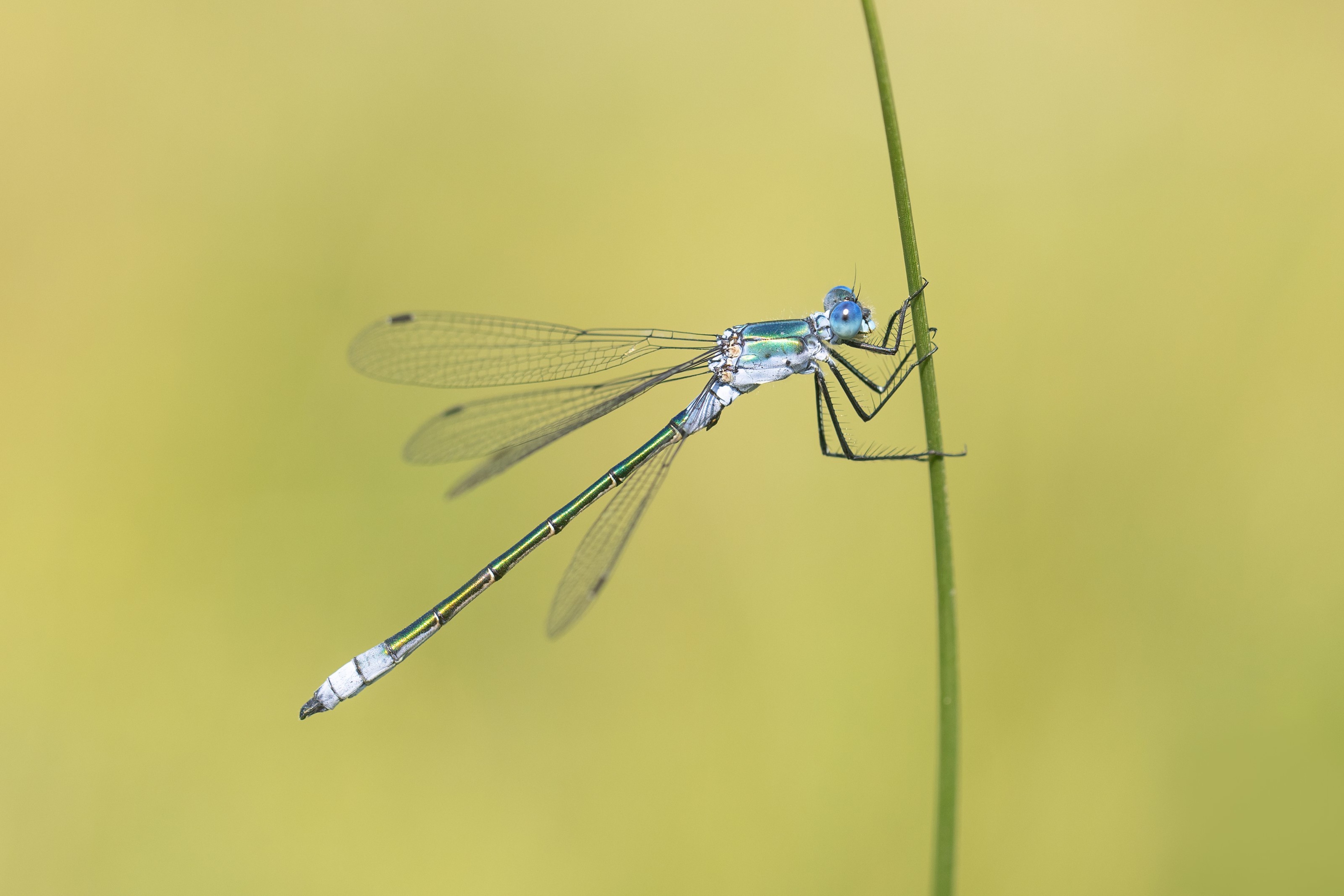 Robust Spreadwing (Scarce Emerald Damselfly)