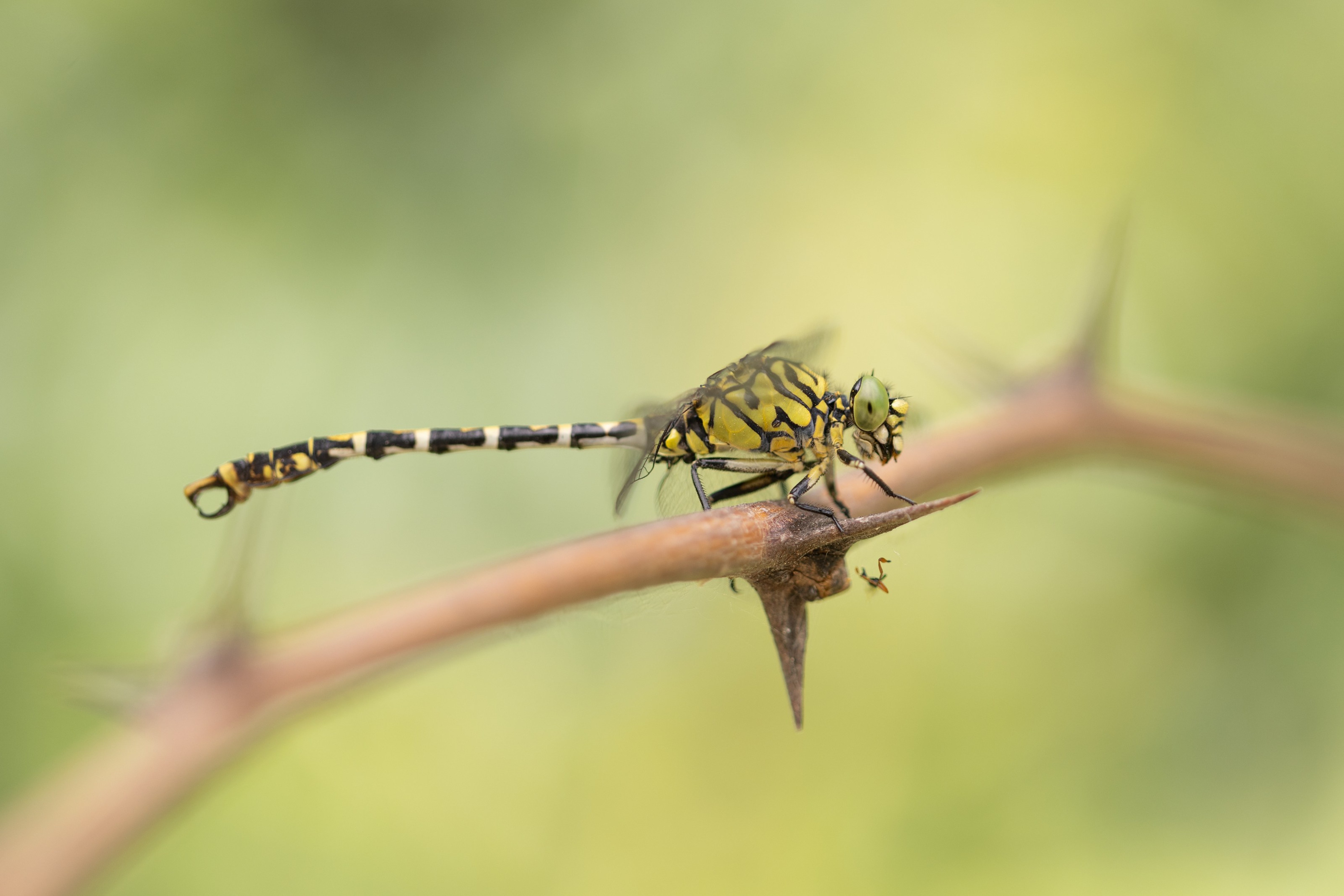 Small Pincertail