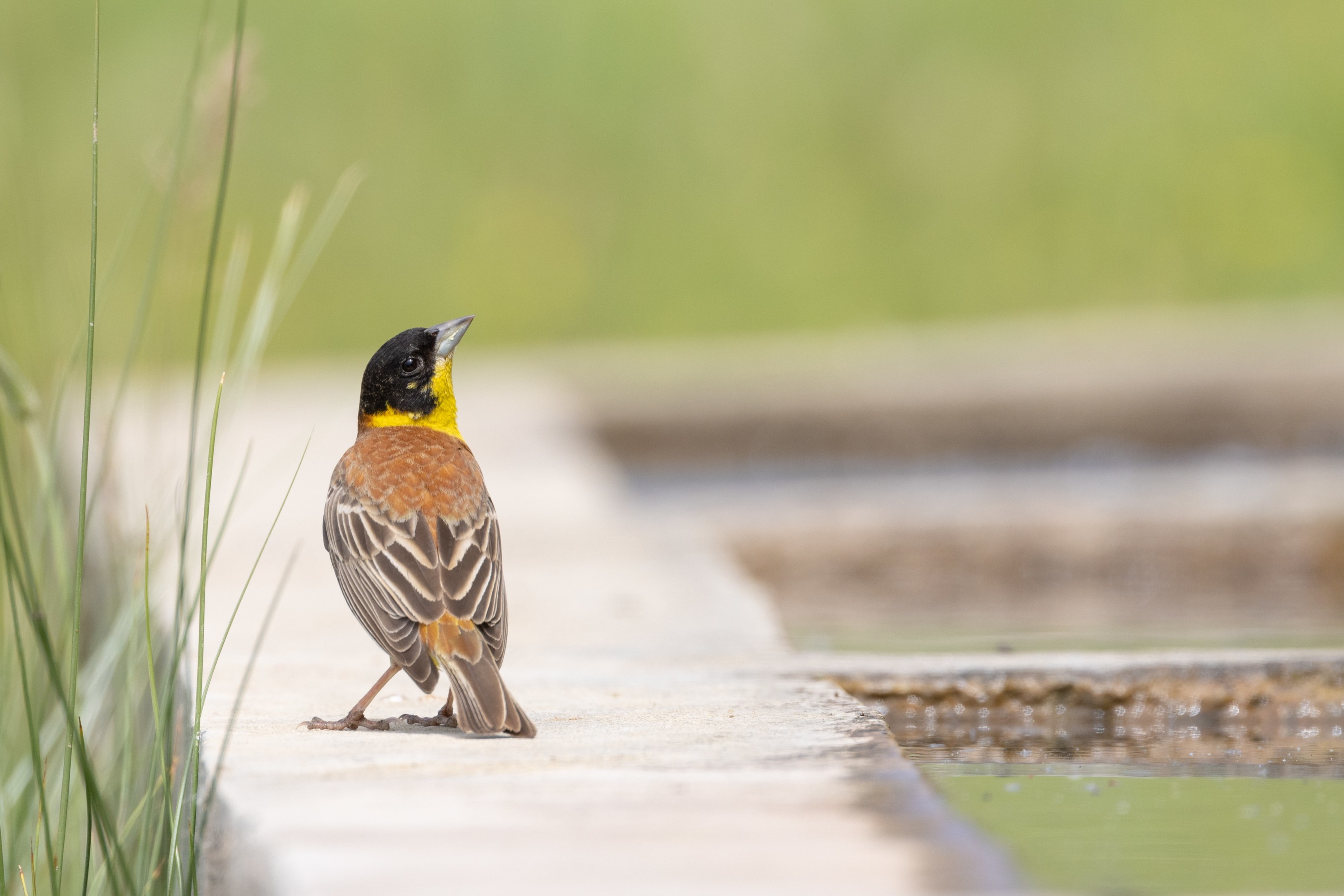 Black-headed Bunting