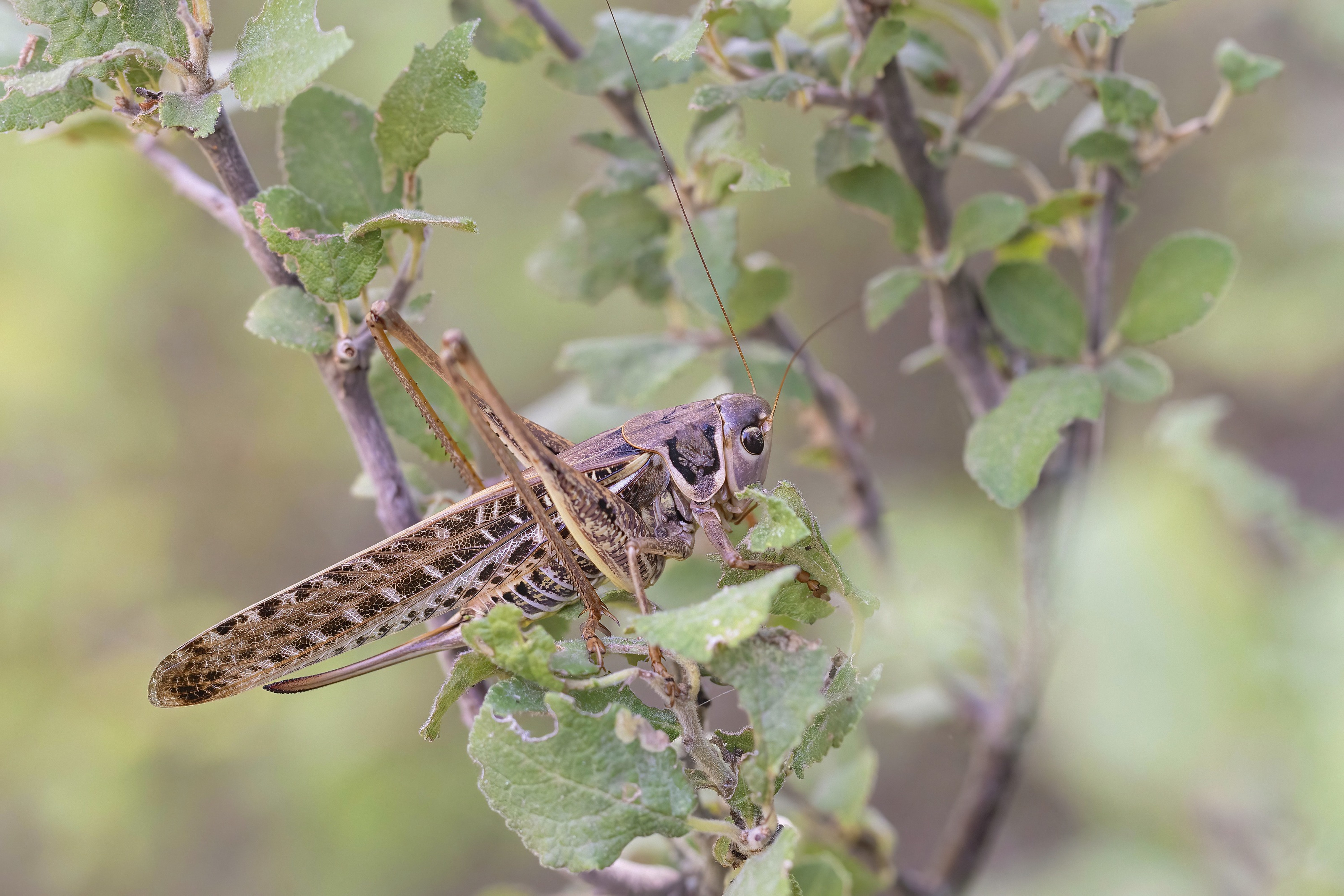White-faced Bush Cricket (Decticus albifrons)