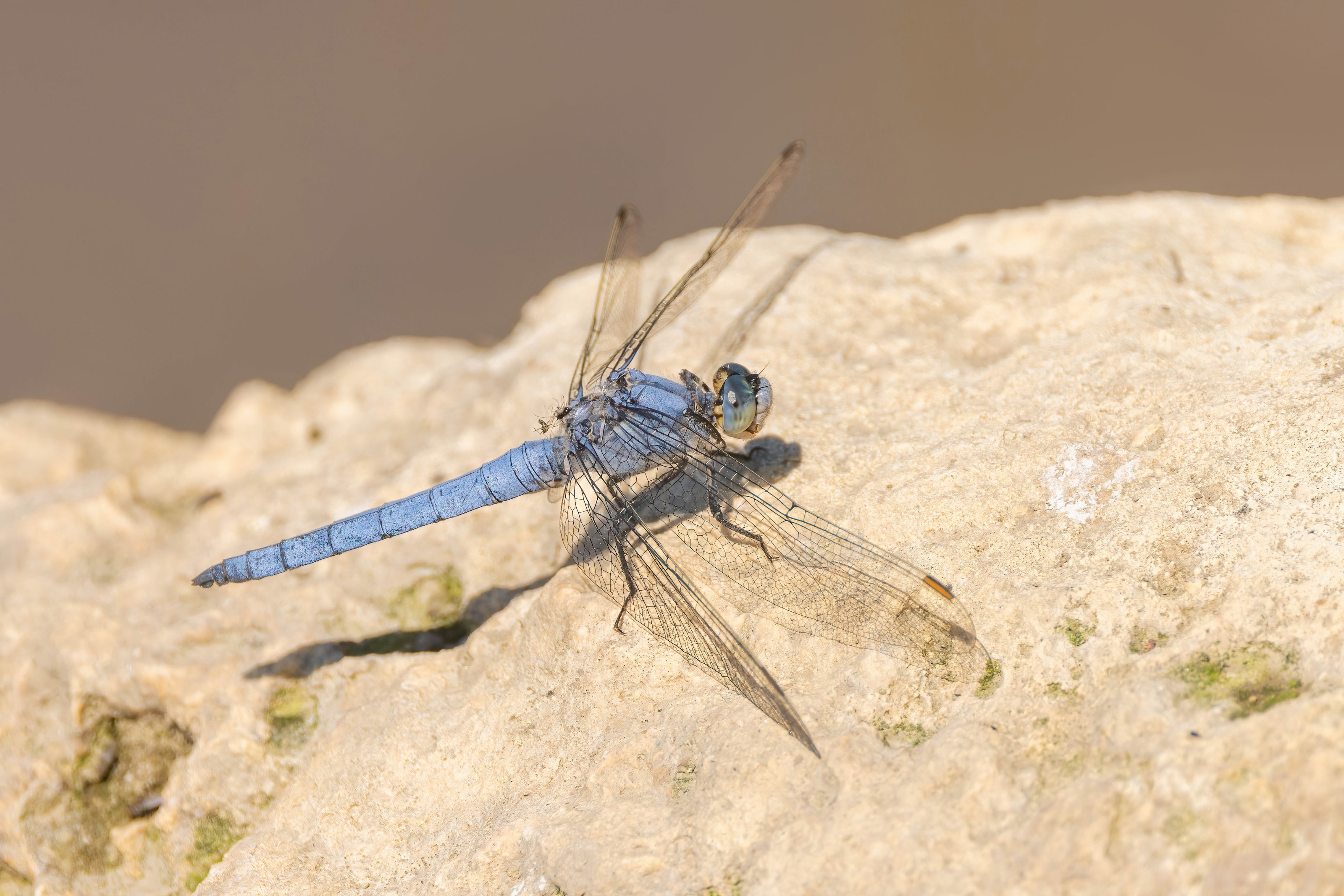 Southern Skimmer in Bulgaria