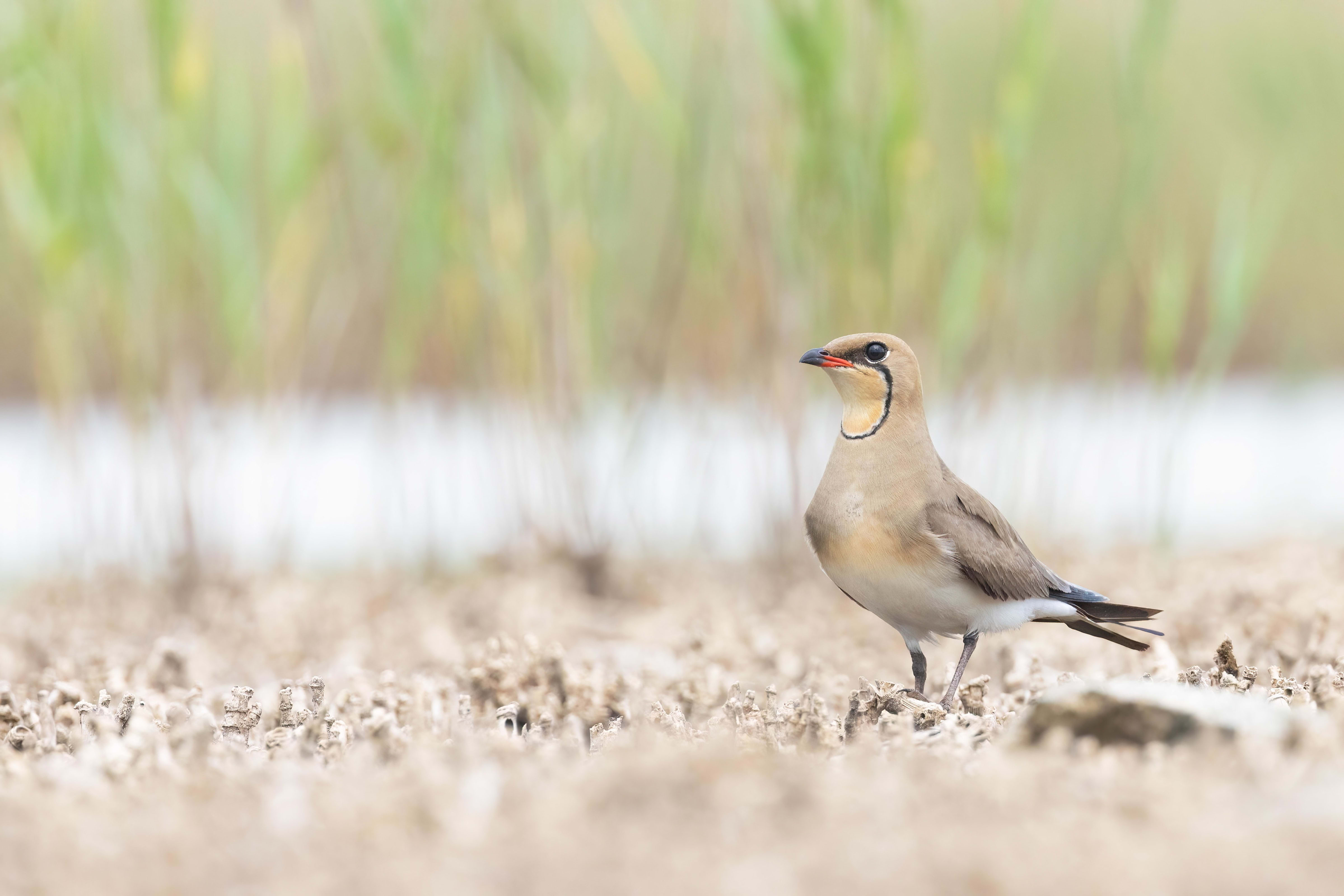 Collared Pratincole in Bulgaria