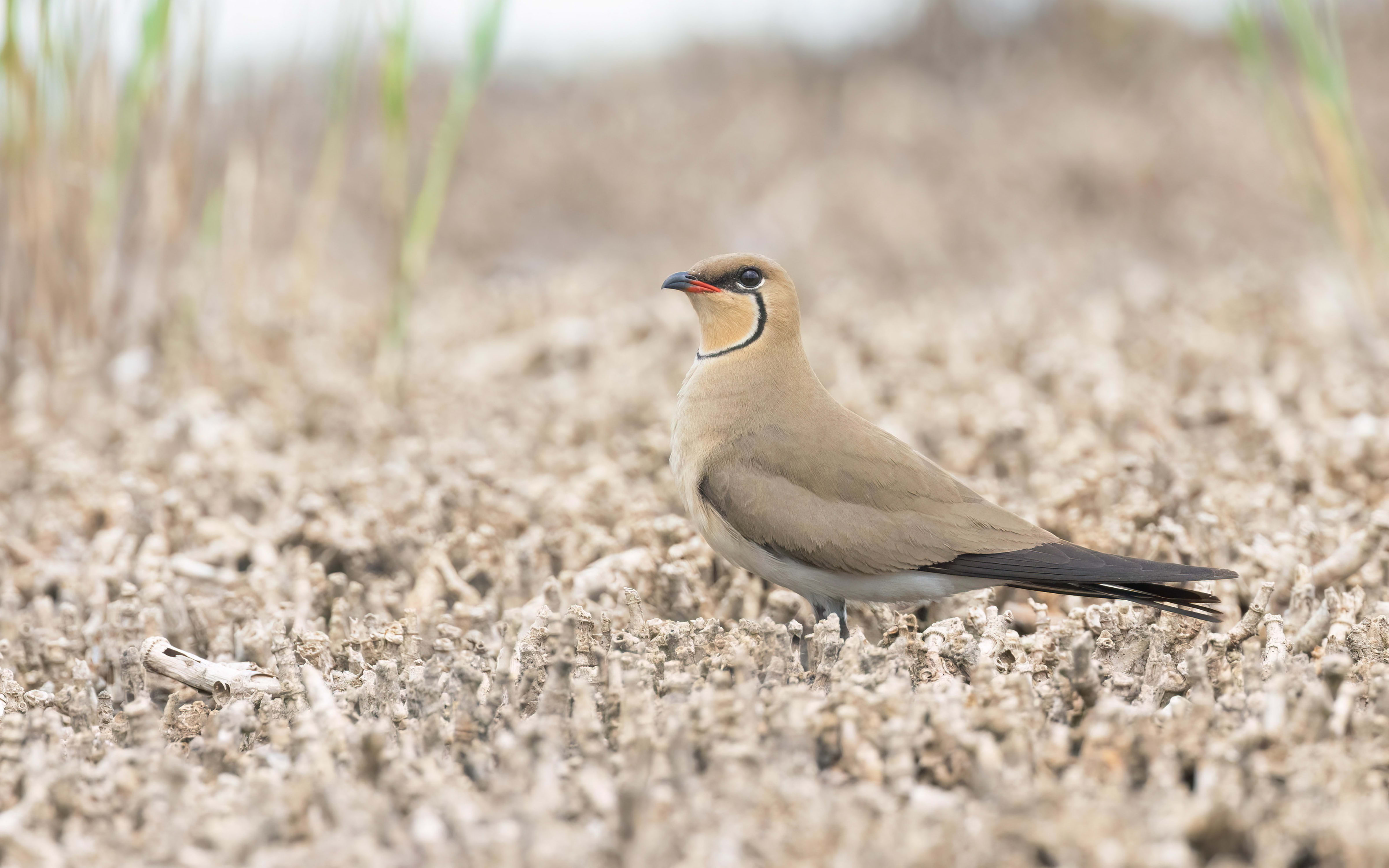 Collared Pratincole in Bulgaria