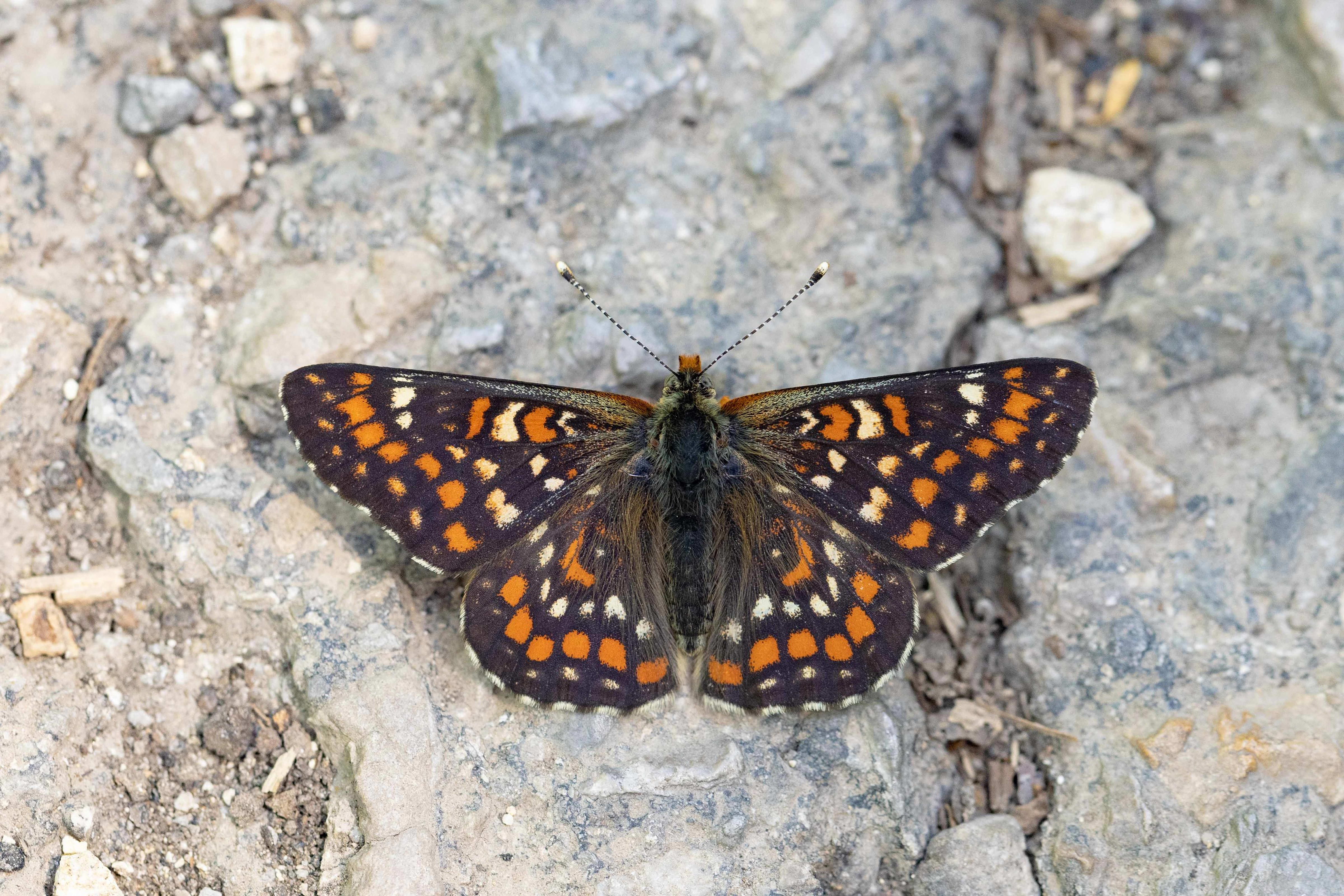 Scarce Fritillary