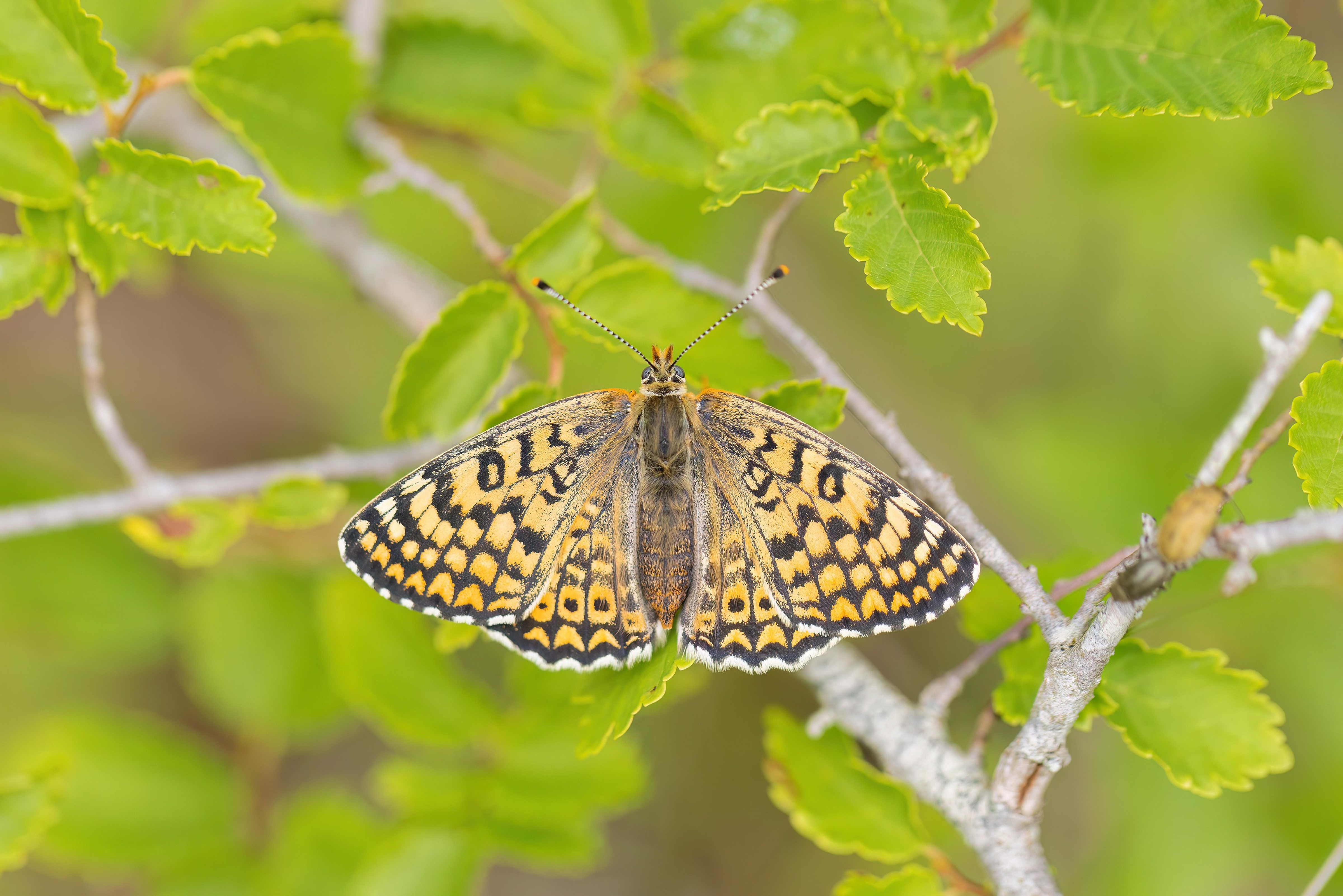 Glanville Fritillary