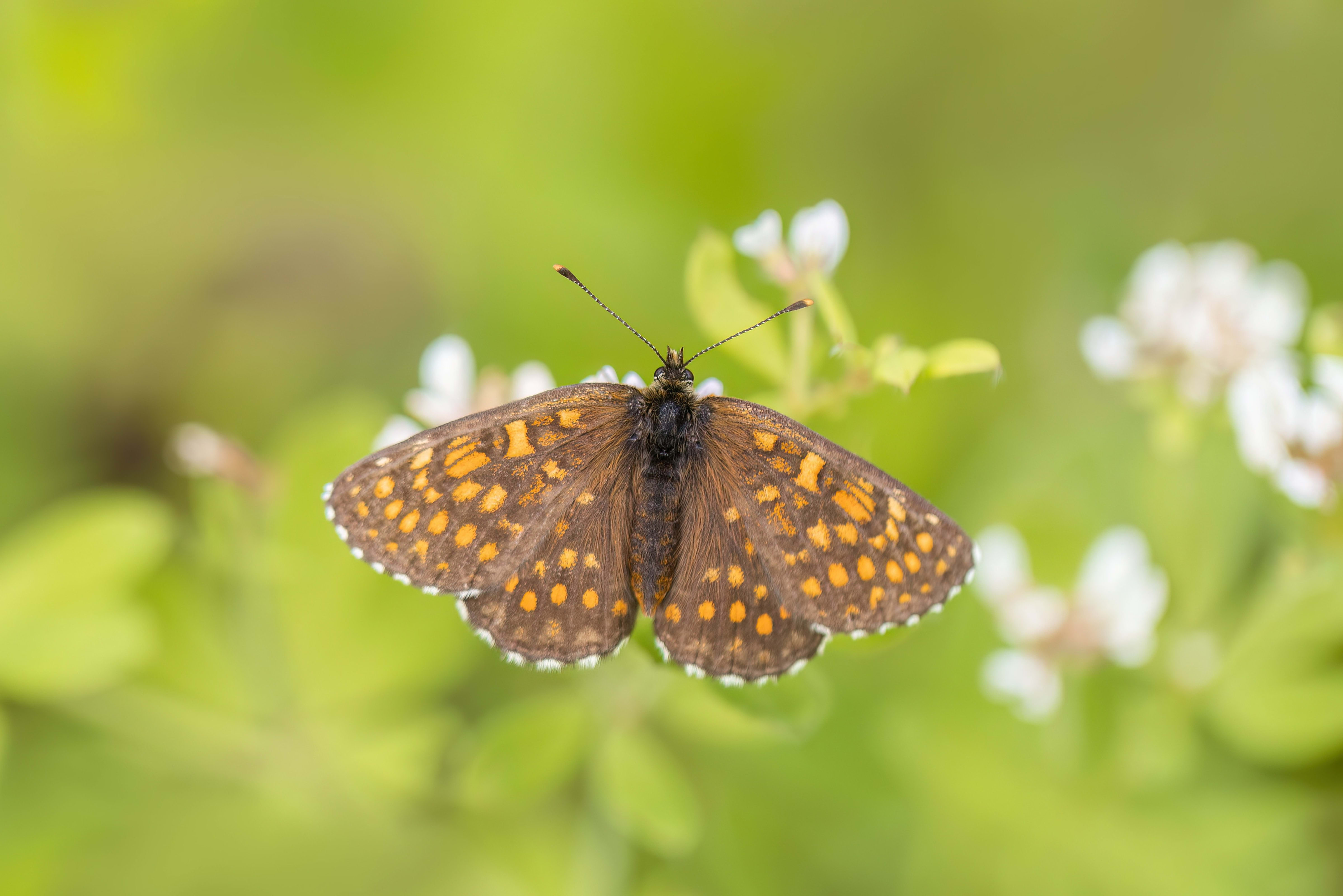 Assmann's Fritillary