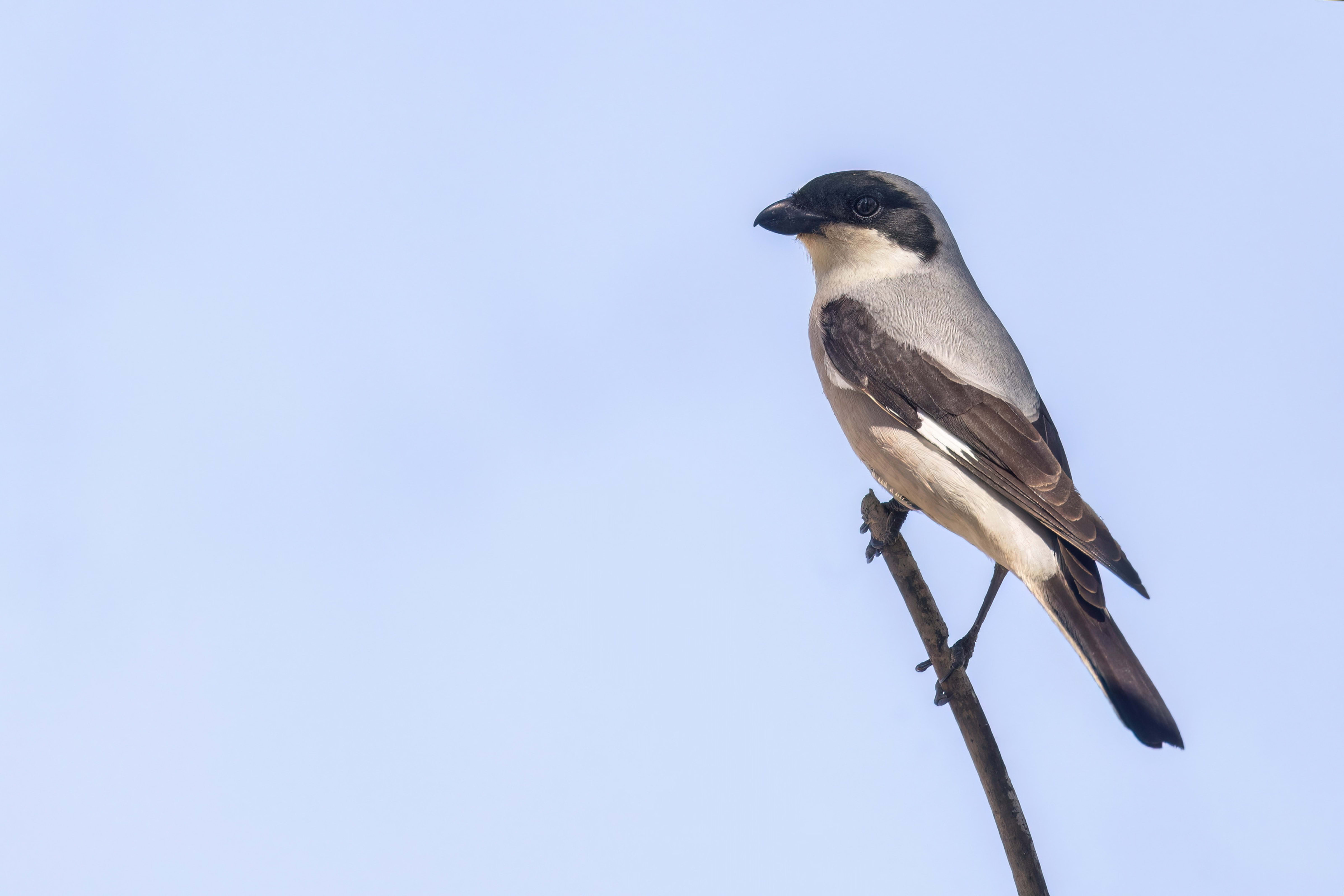 Lesser Grey Shrike in Bulgaria