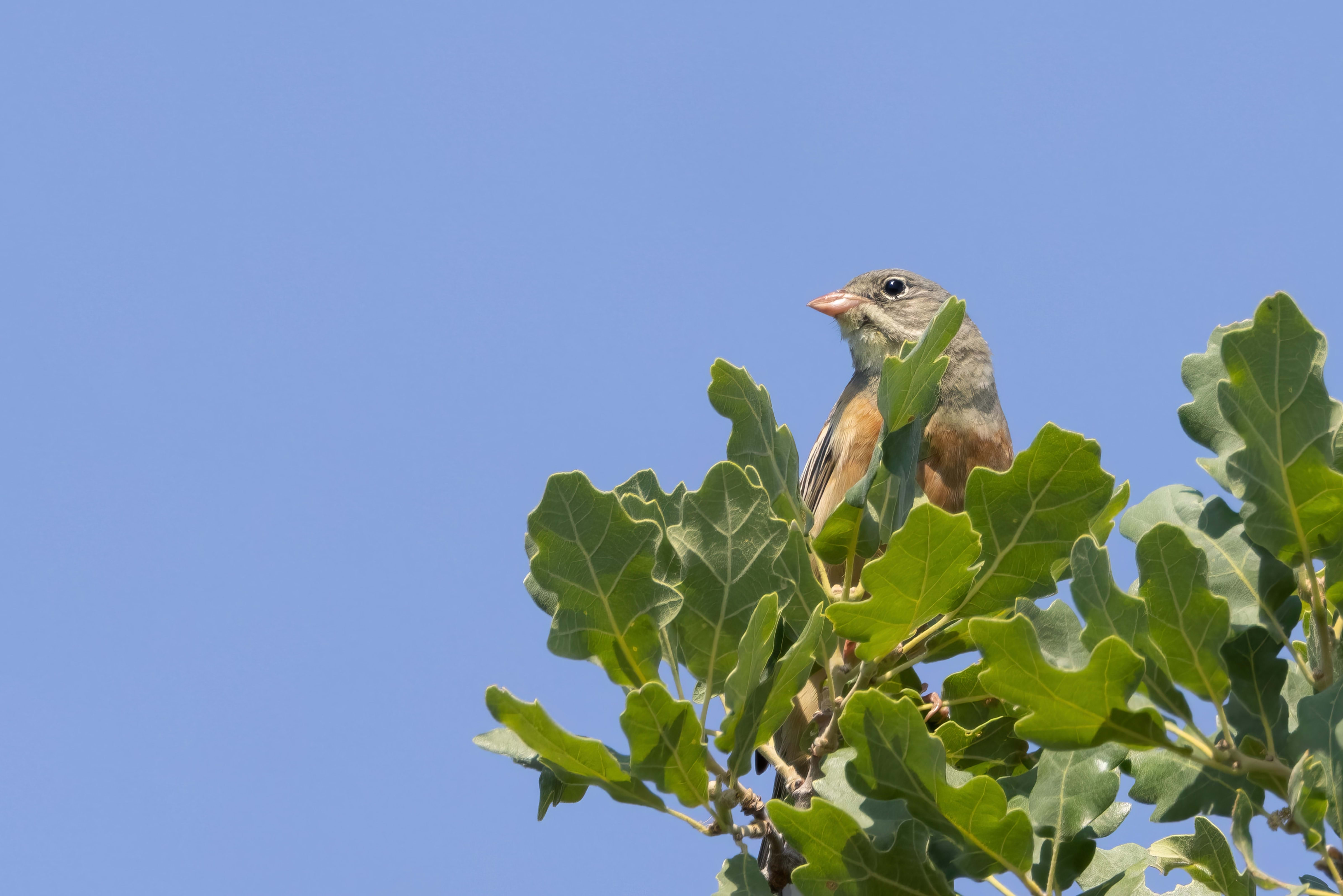 Ortolan Bunting