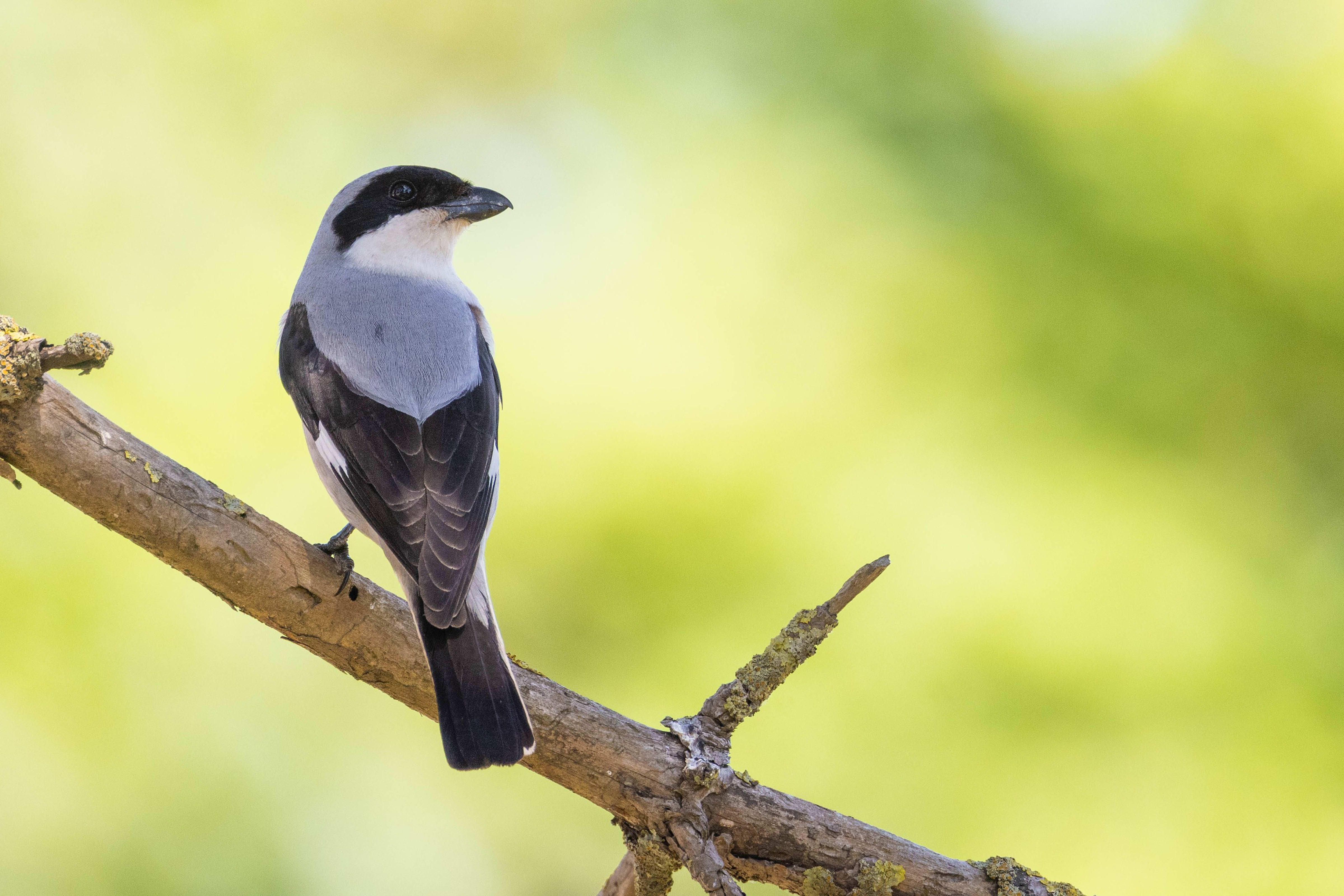 Lesser Grey Shrike in Bulgaria