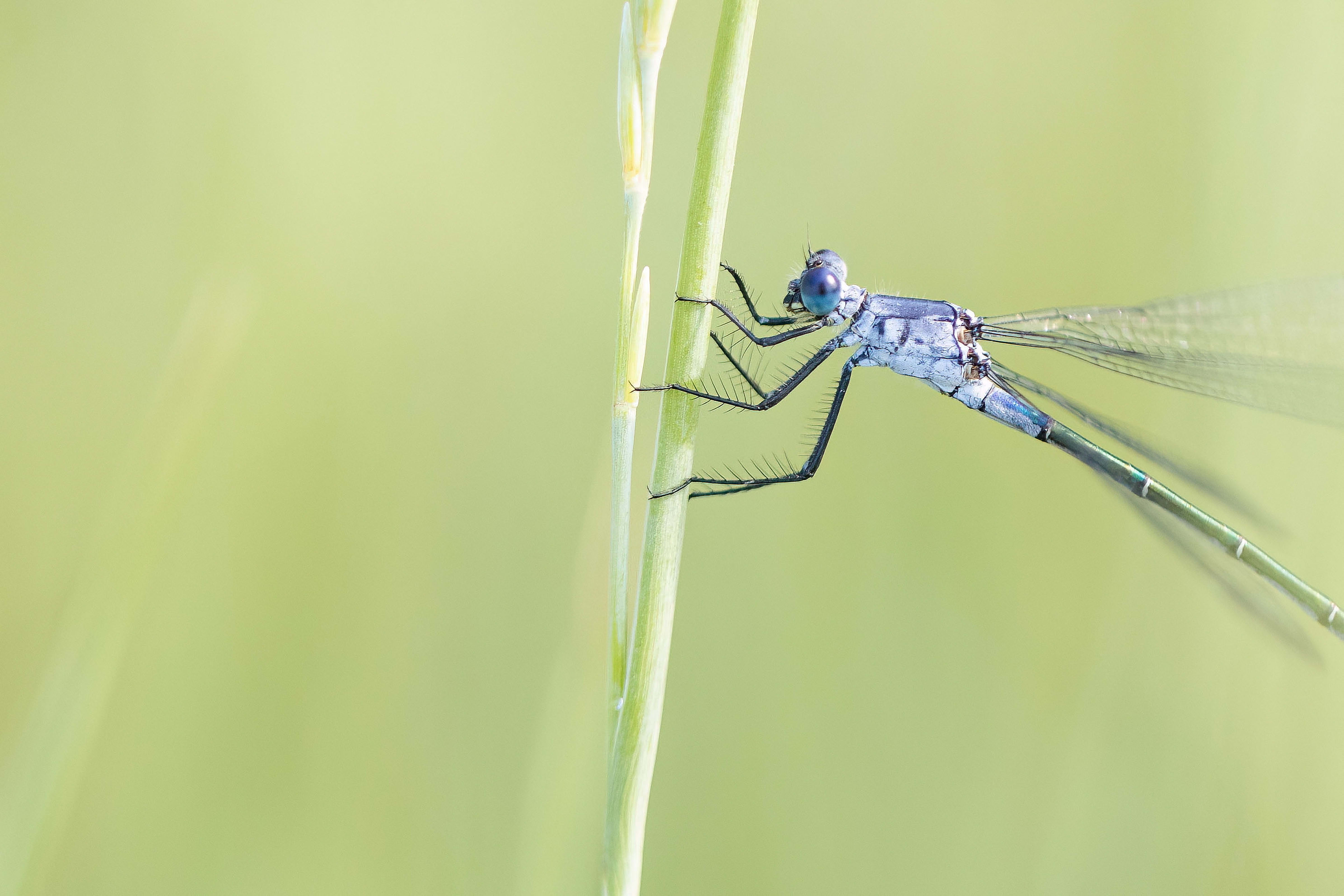 Dark Spreadwing