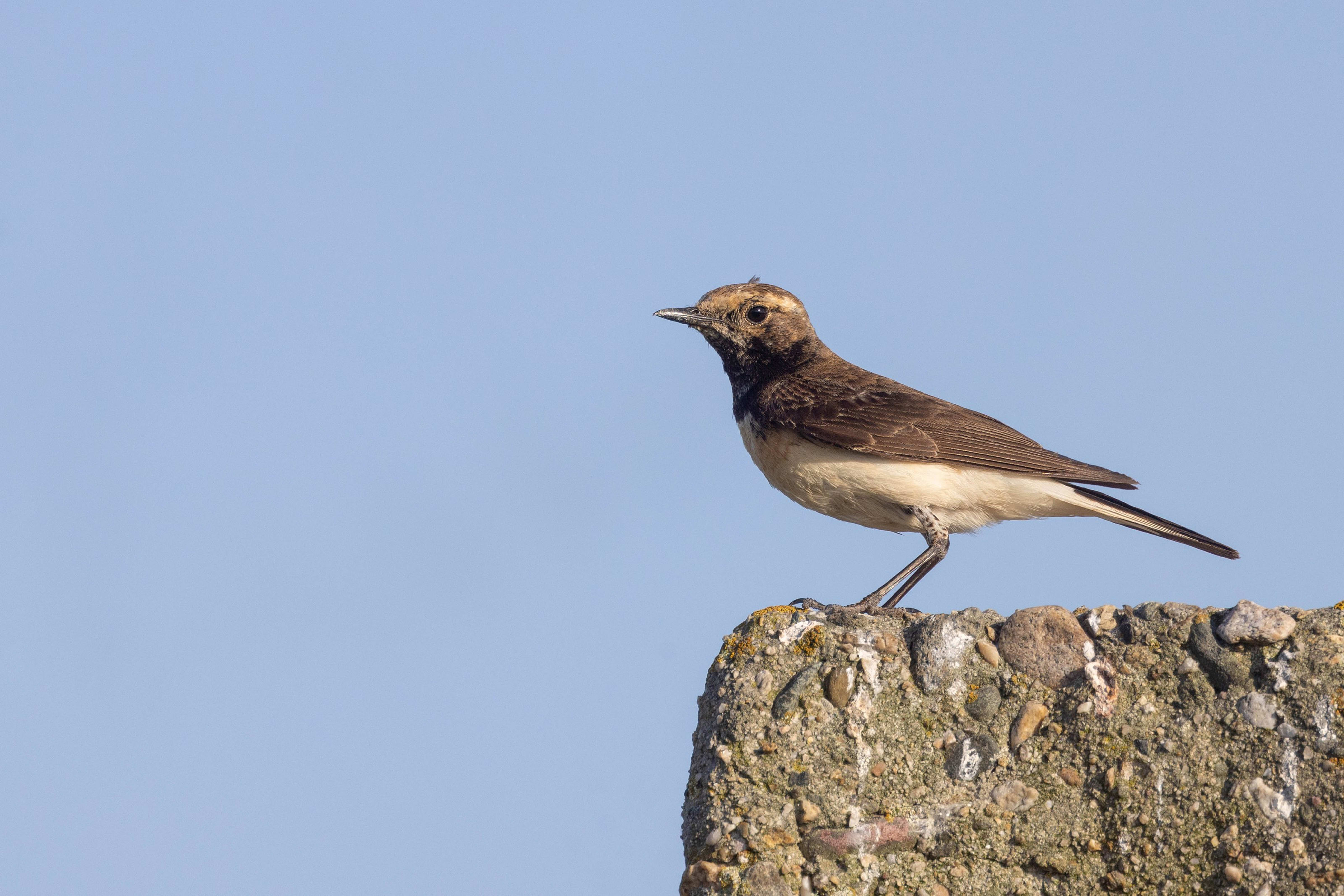 Pied Wheatear