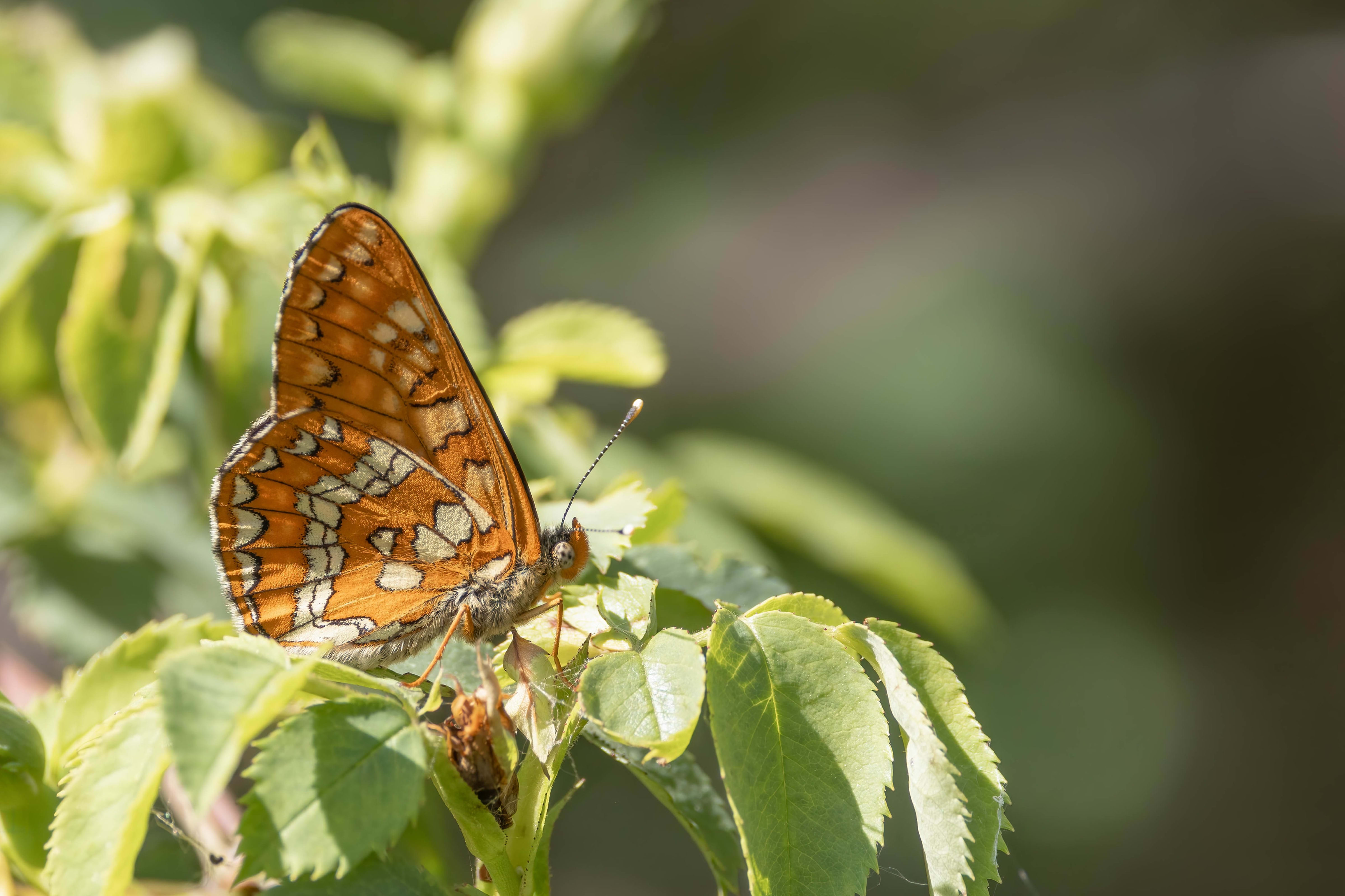 Scarce Fritillary (Euphydryas maturna) in Bulgaria