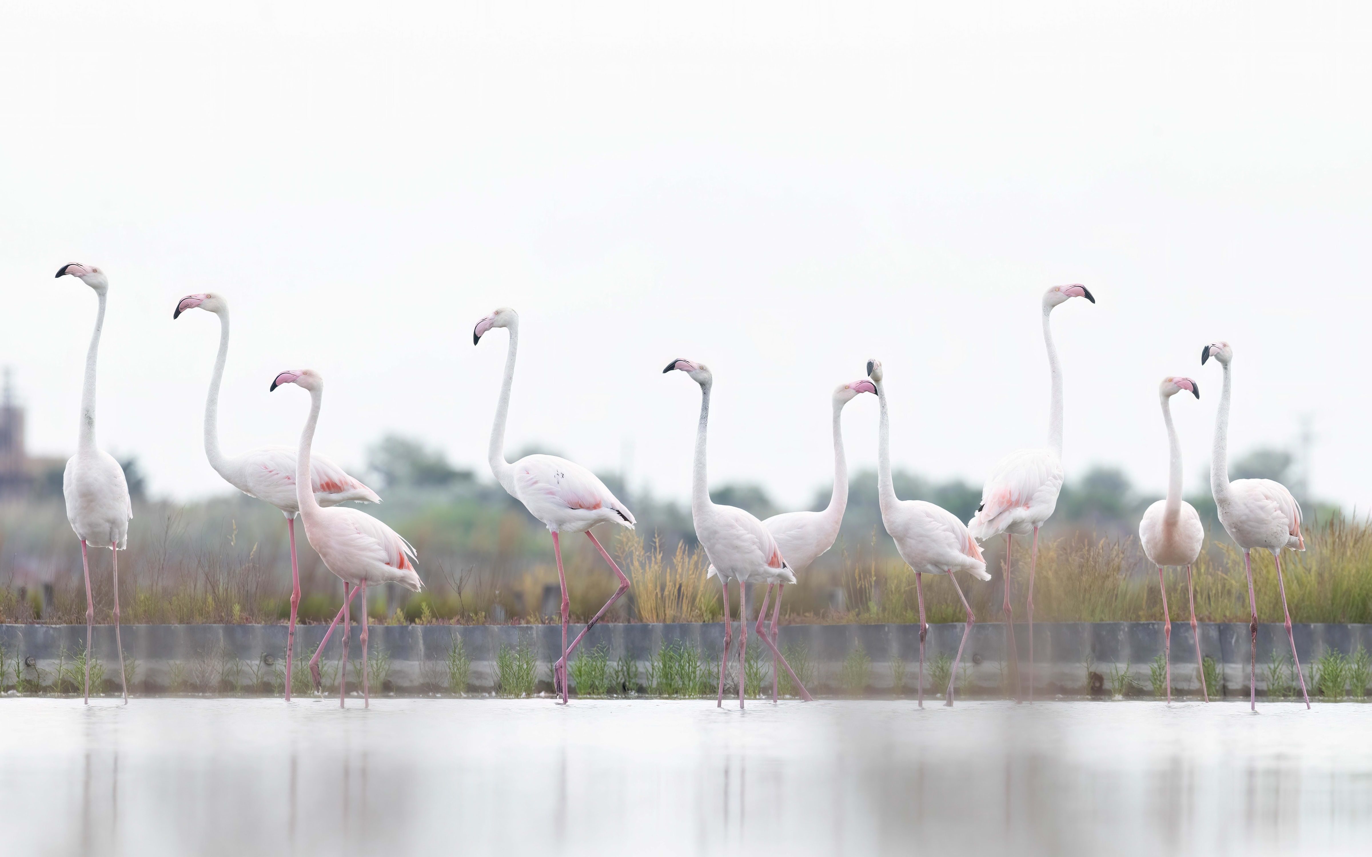 Greater Flamingo