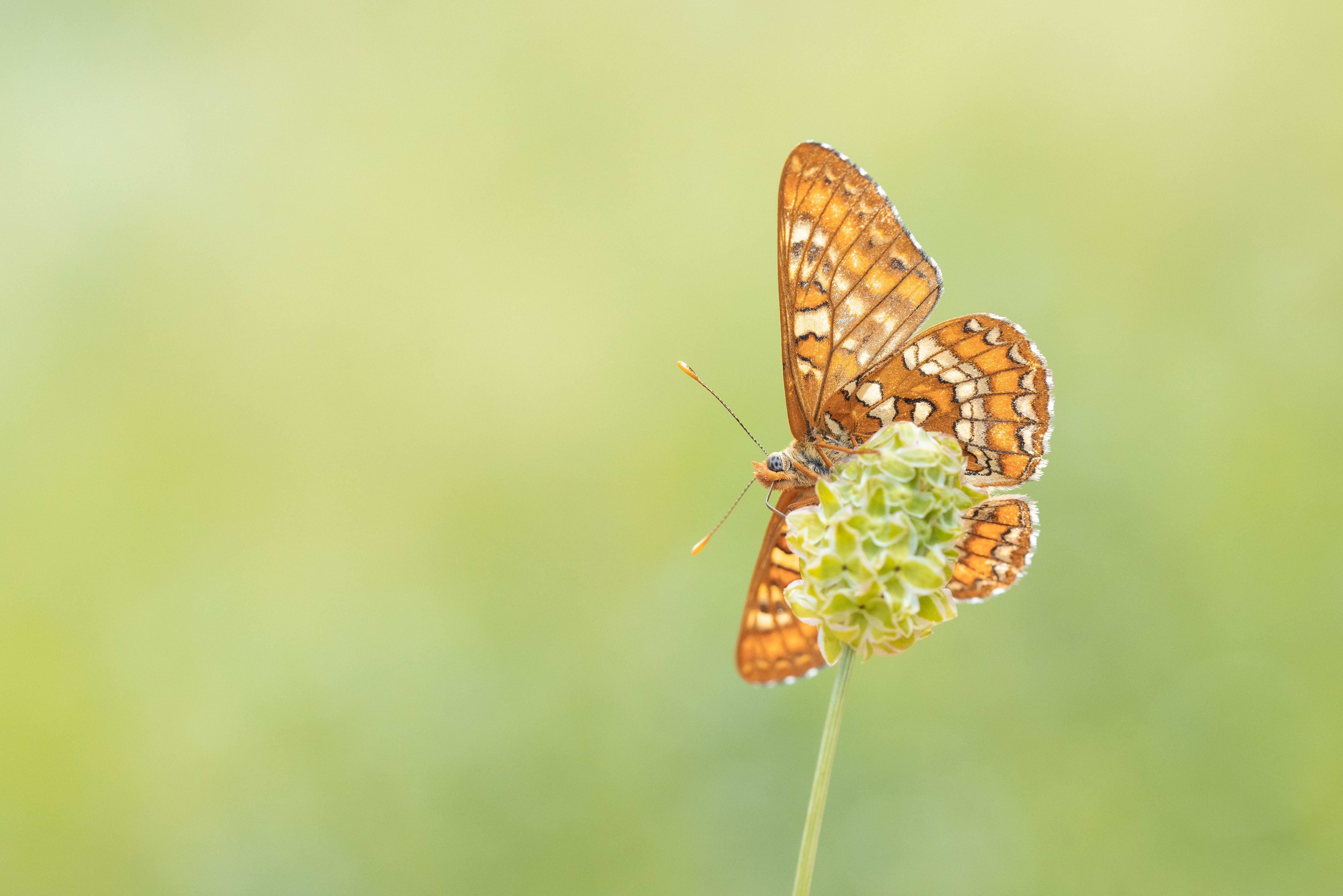 Scarce Fritillary (Euphydryas maturna) in northern Bulgaria