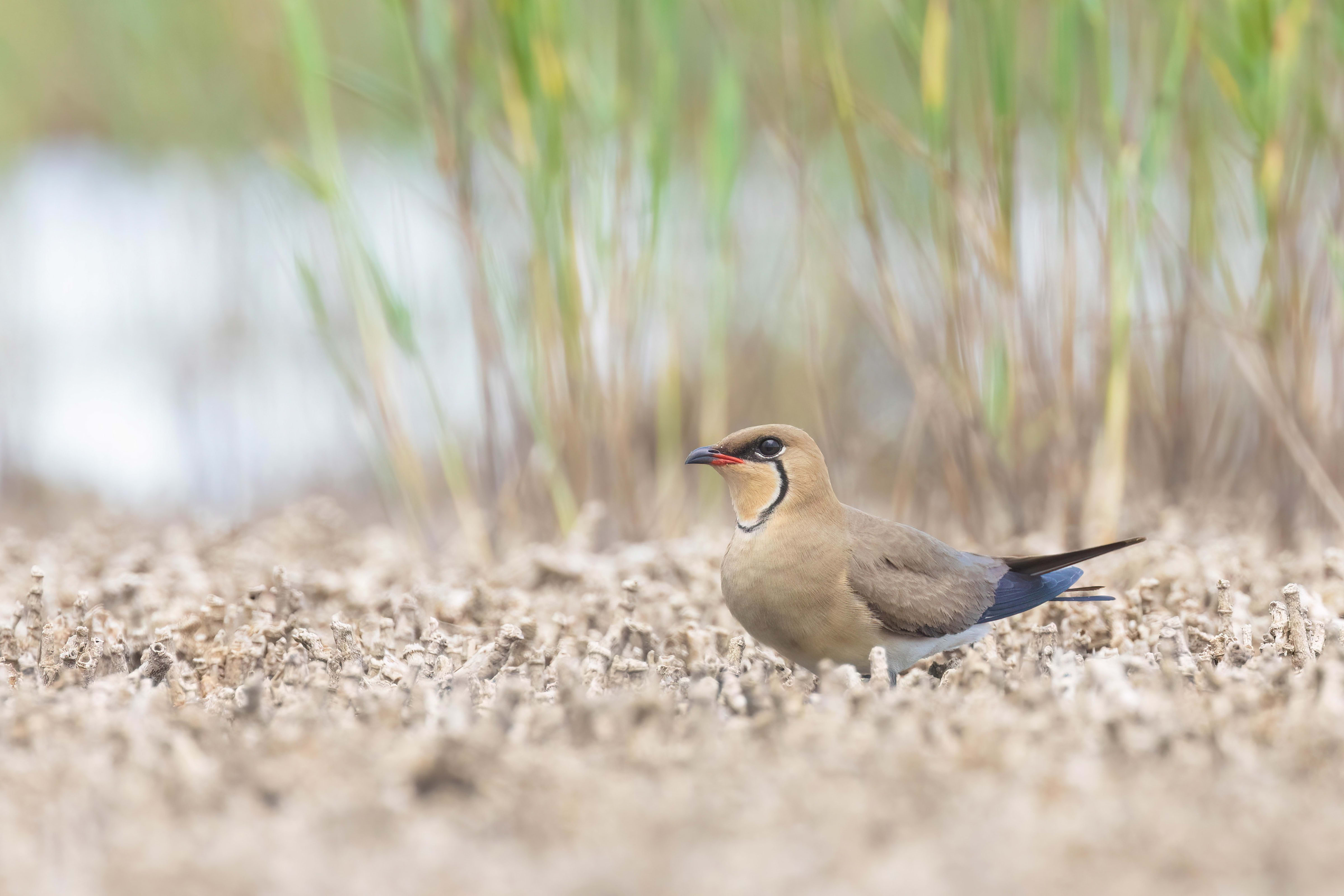 Collared Pratincole in Bulgaria