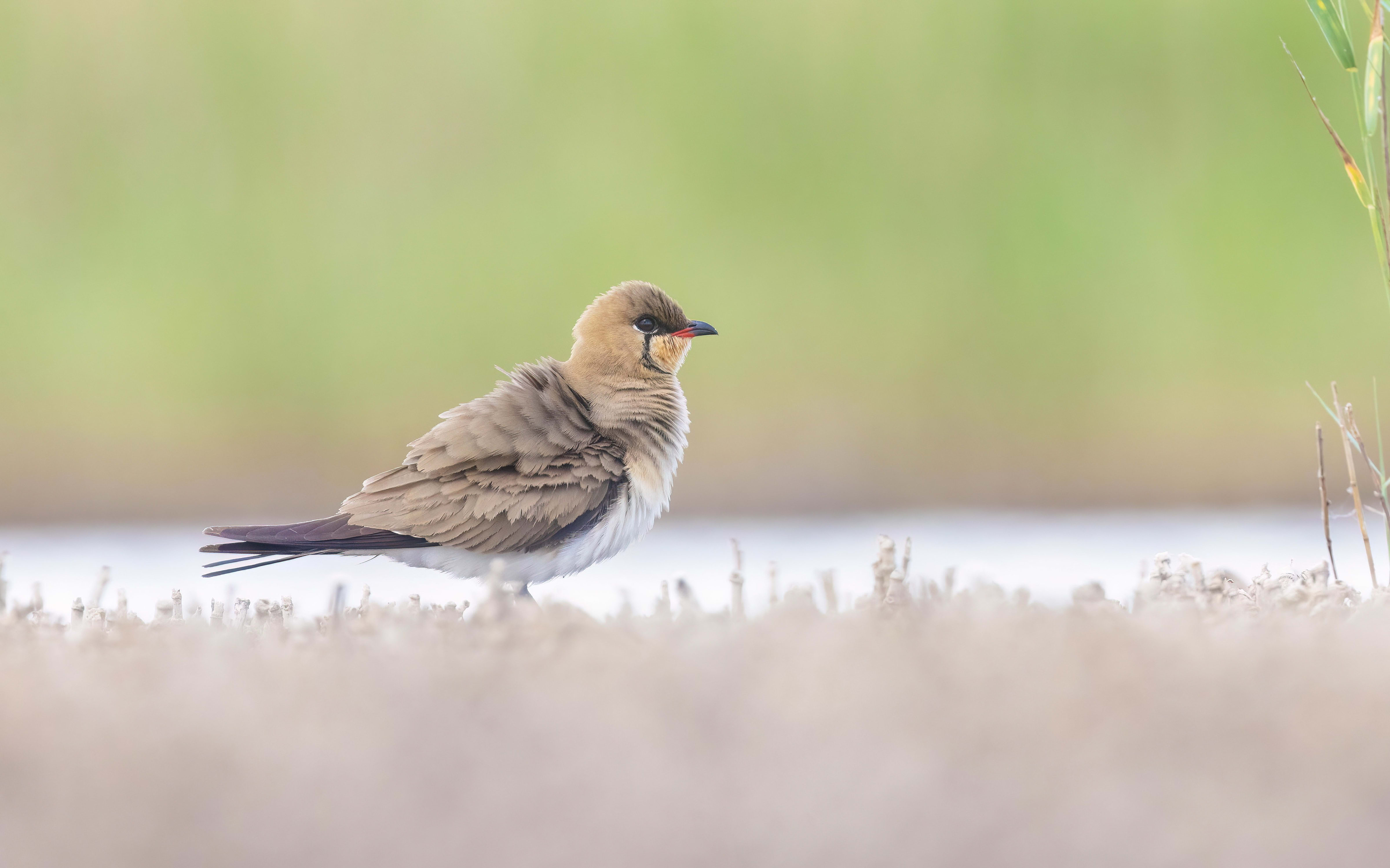 Collared Pratincole in Bulgaria