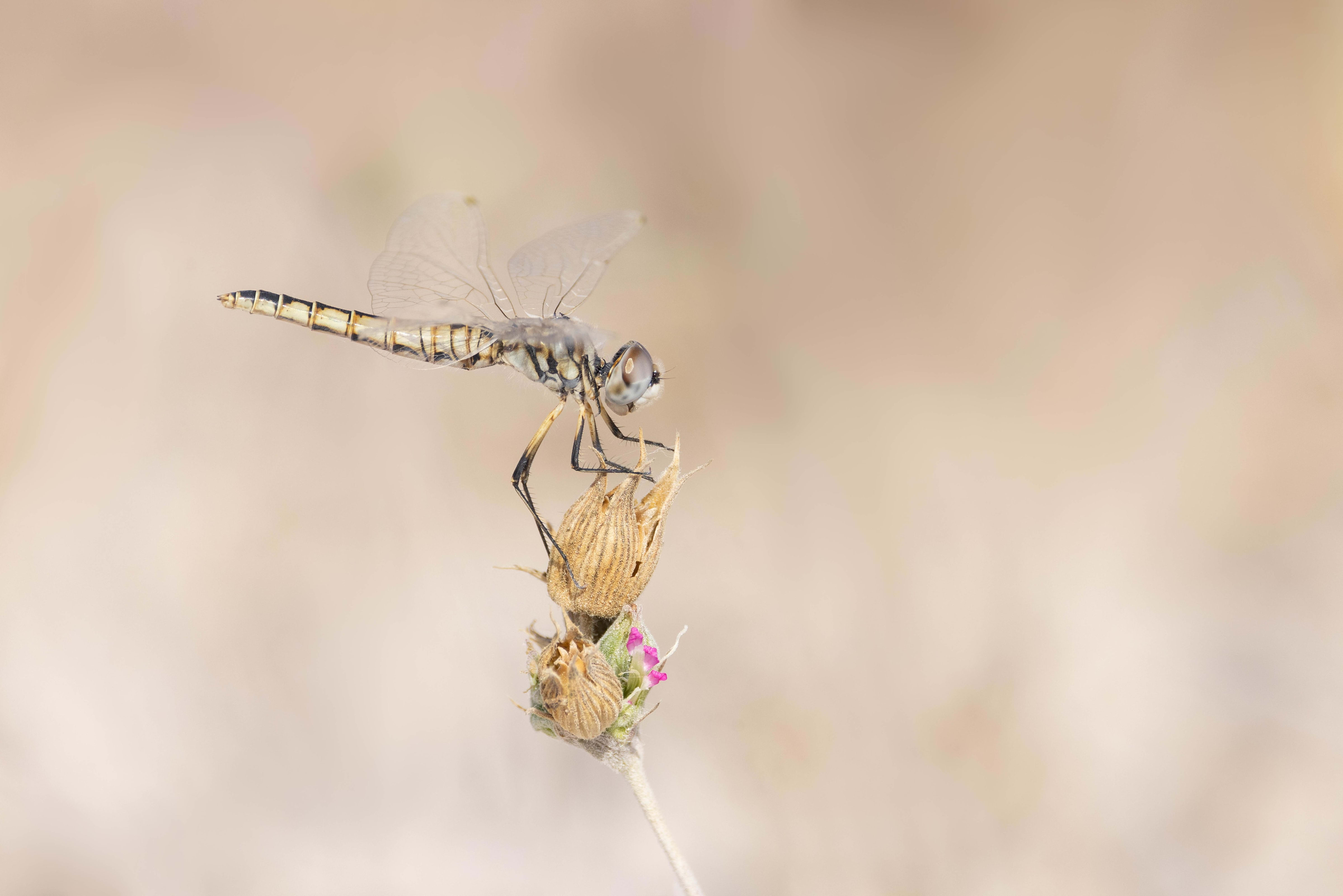 Black Pennant in Bulgaria