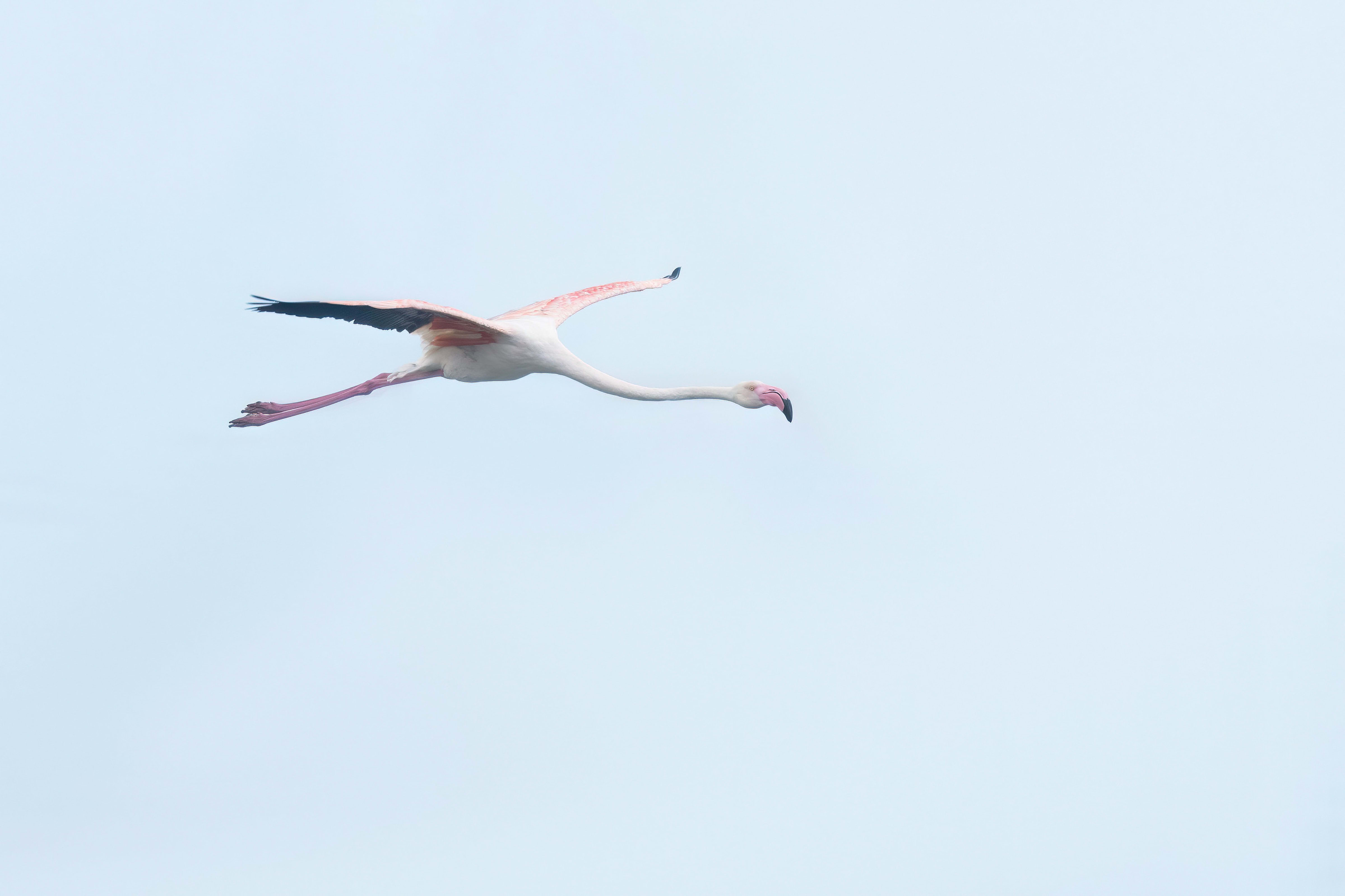 Greater Flamingo