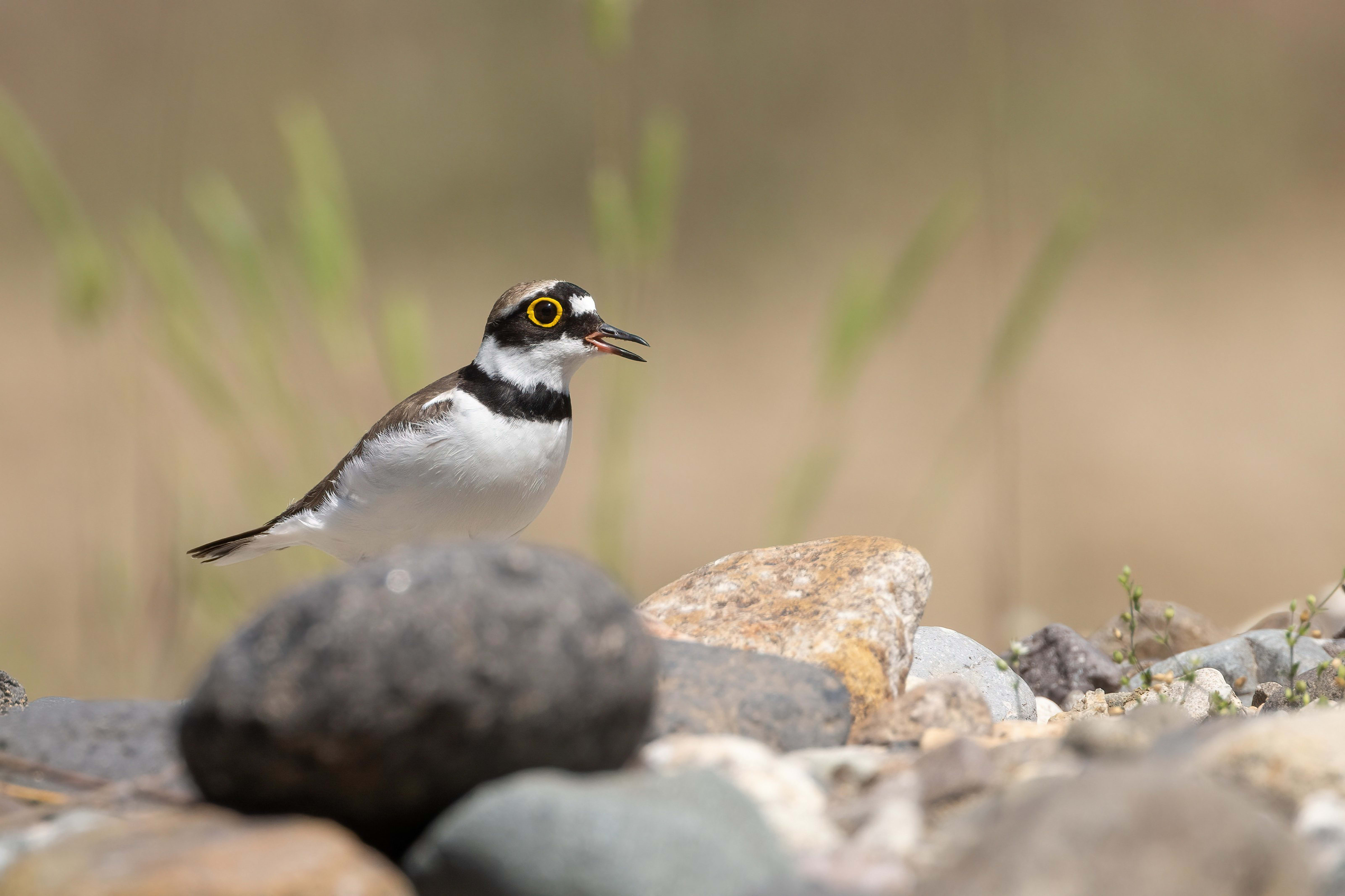 Little Ringed Plover