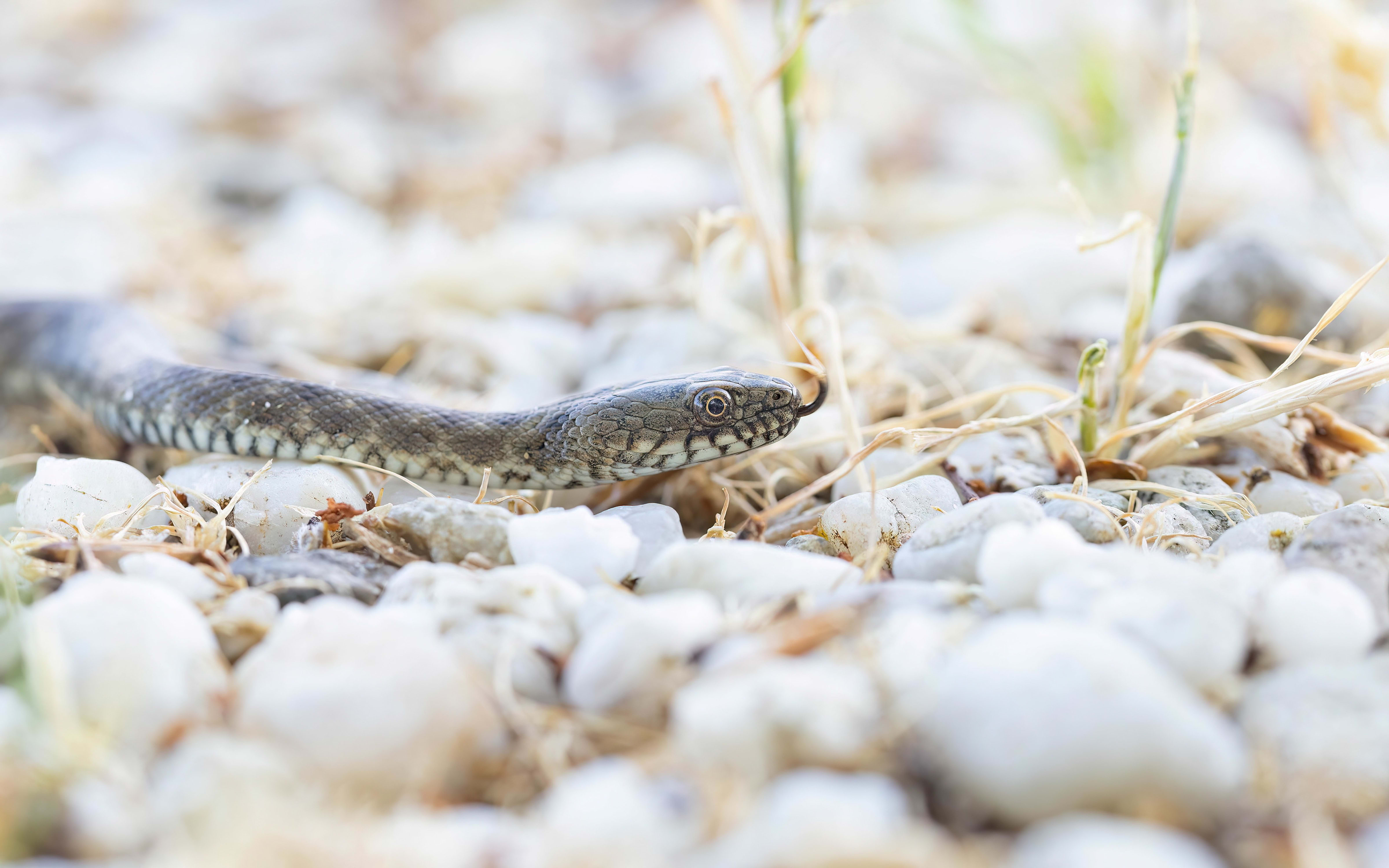 Dice Snake