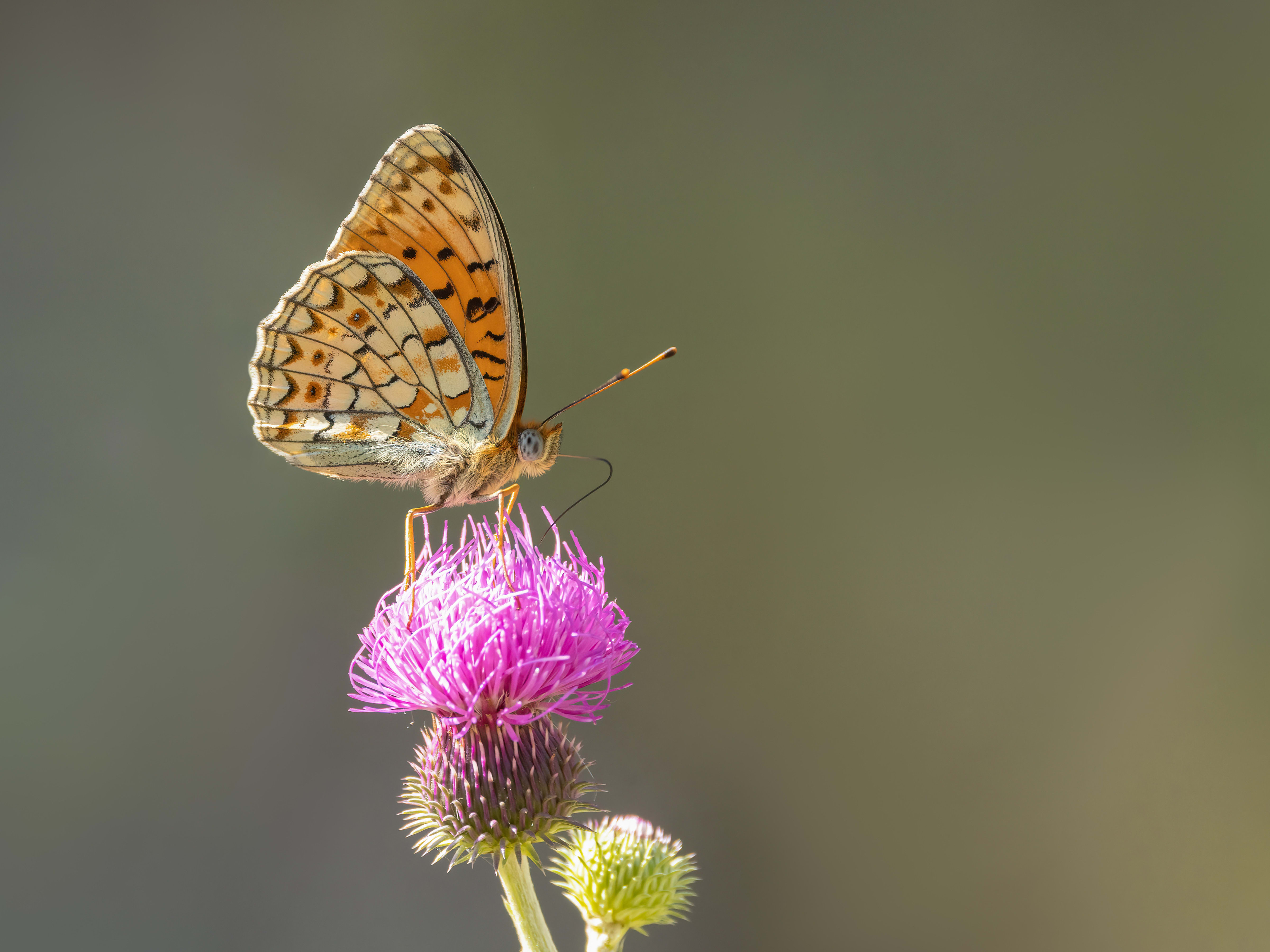 Niobe Fritillary