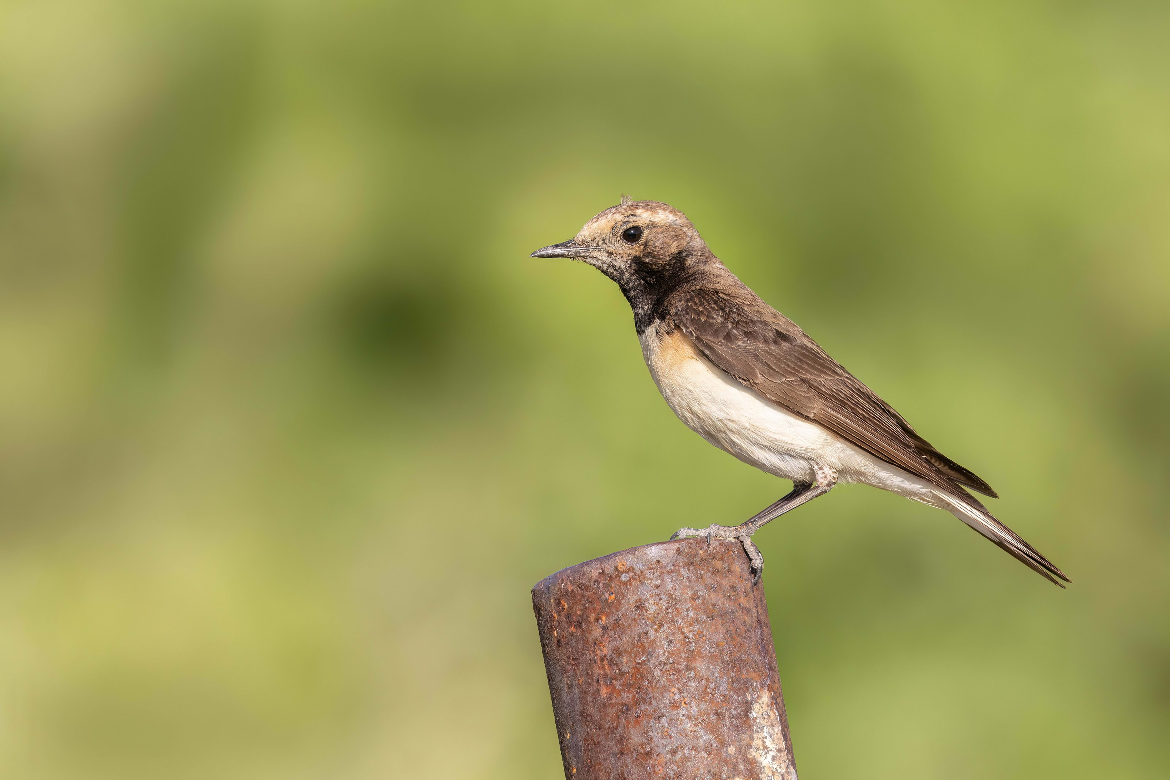 Pied Wheatear