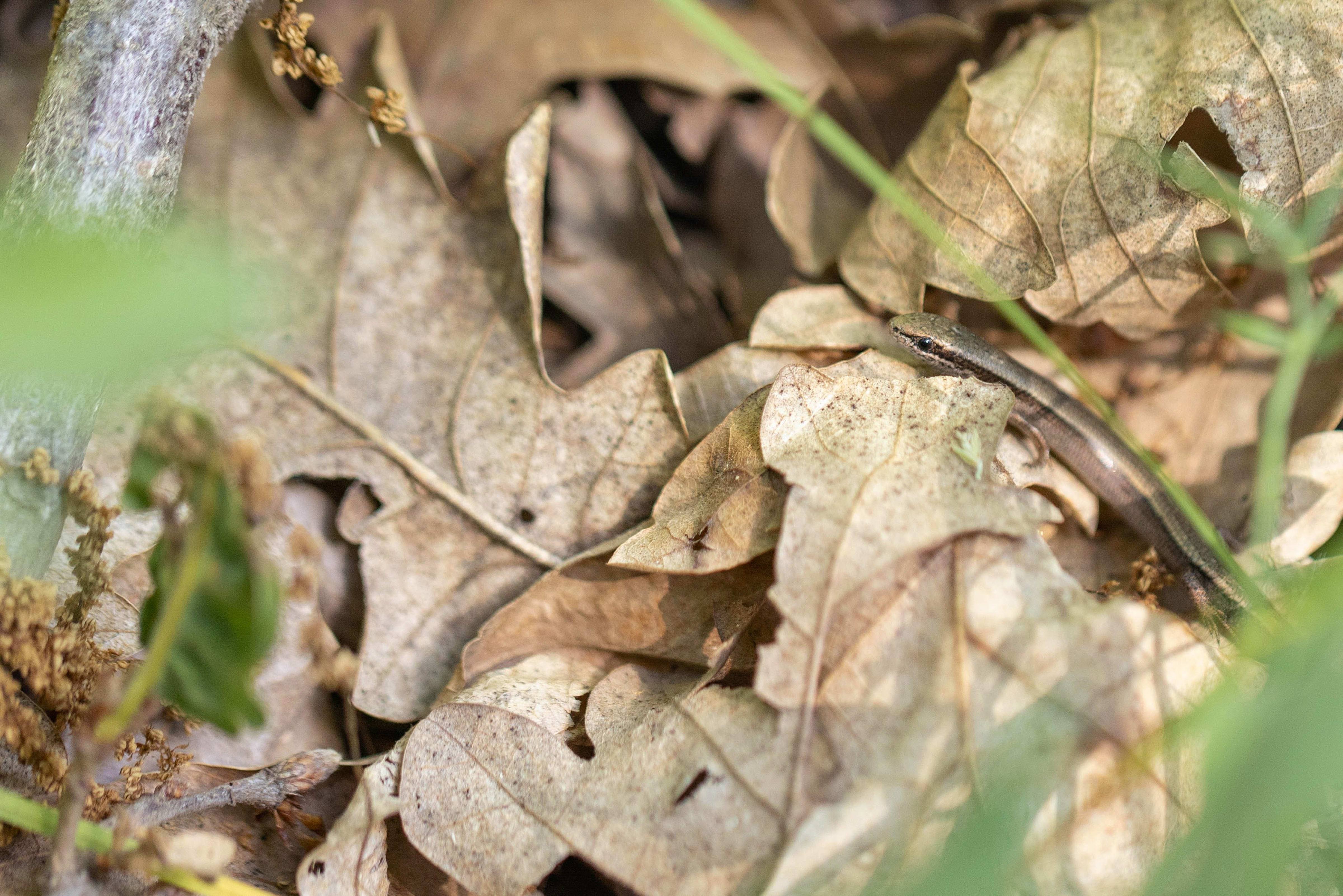 Snake-eyed Skink