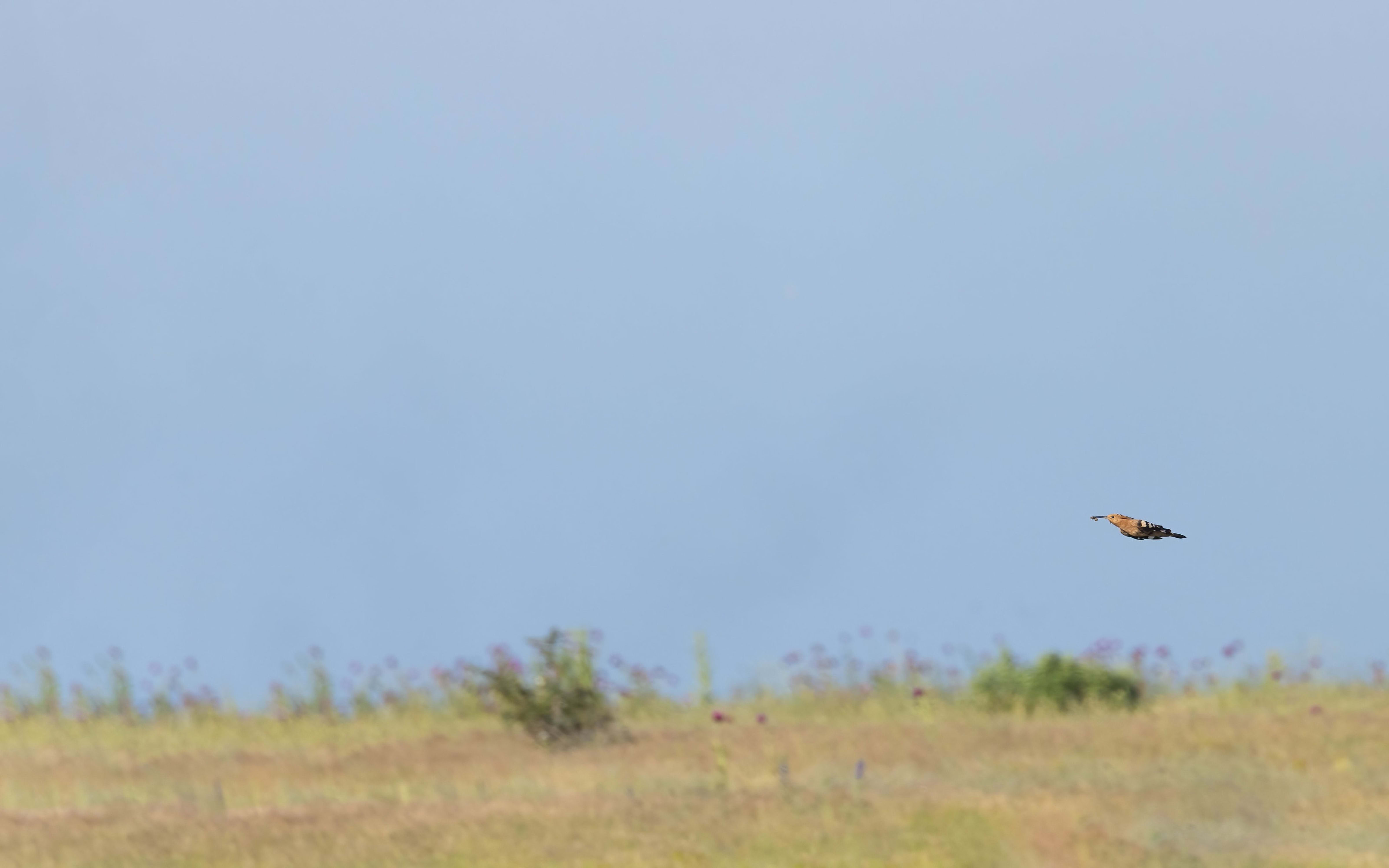 Hoopoe