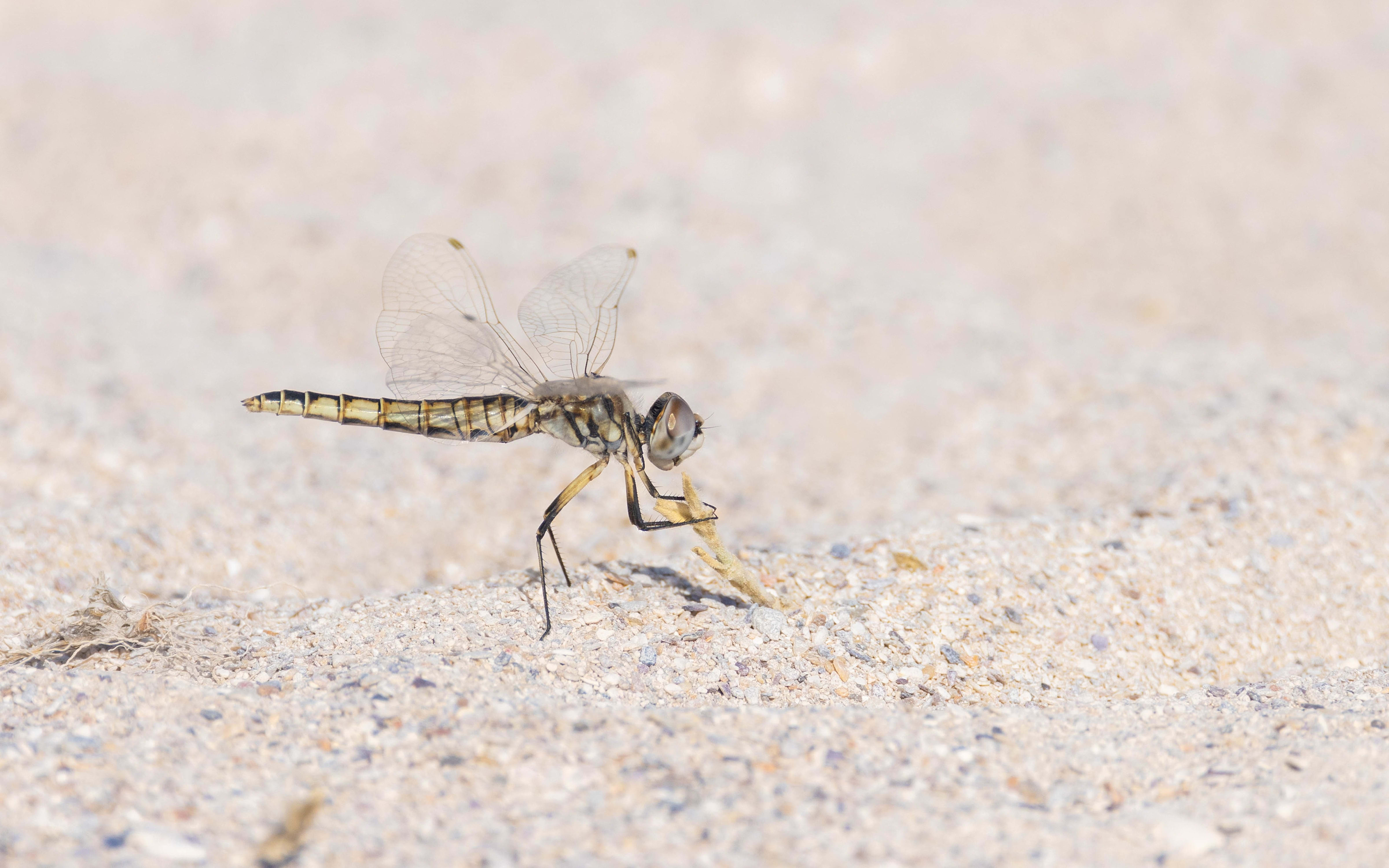 Black Pennant in Bulgaria