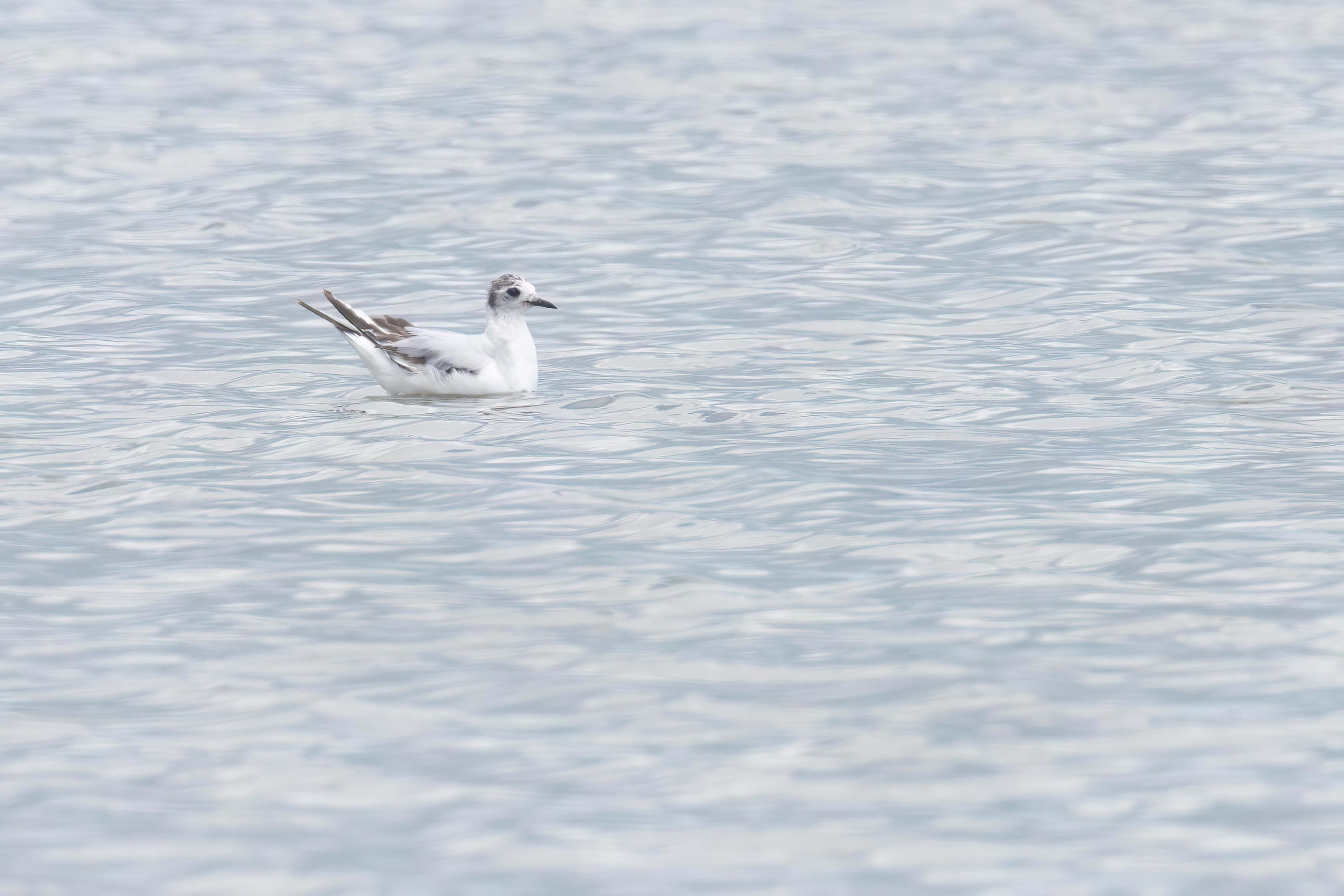 Little Gull