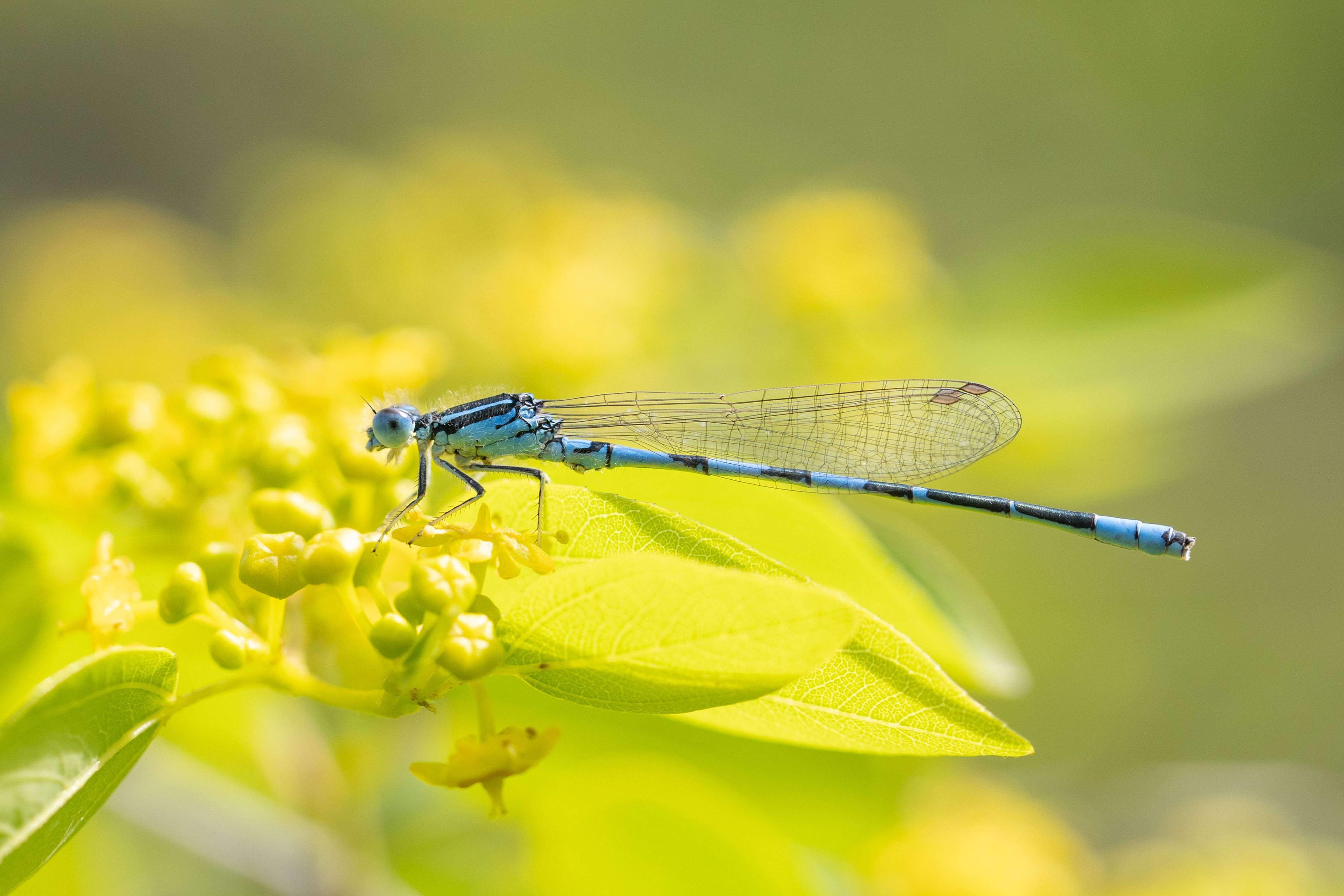 Dainty Bluet