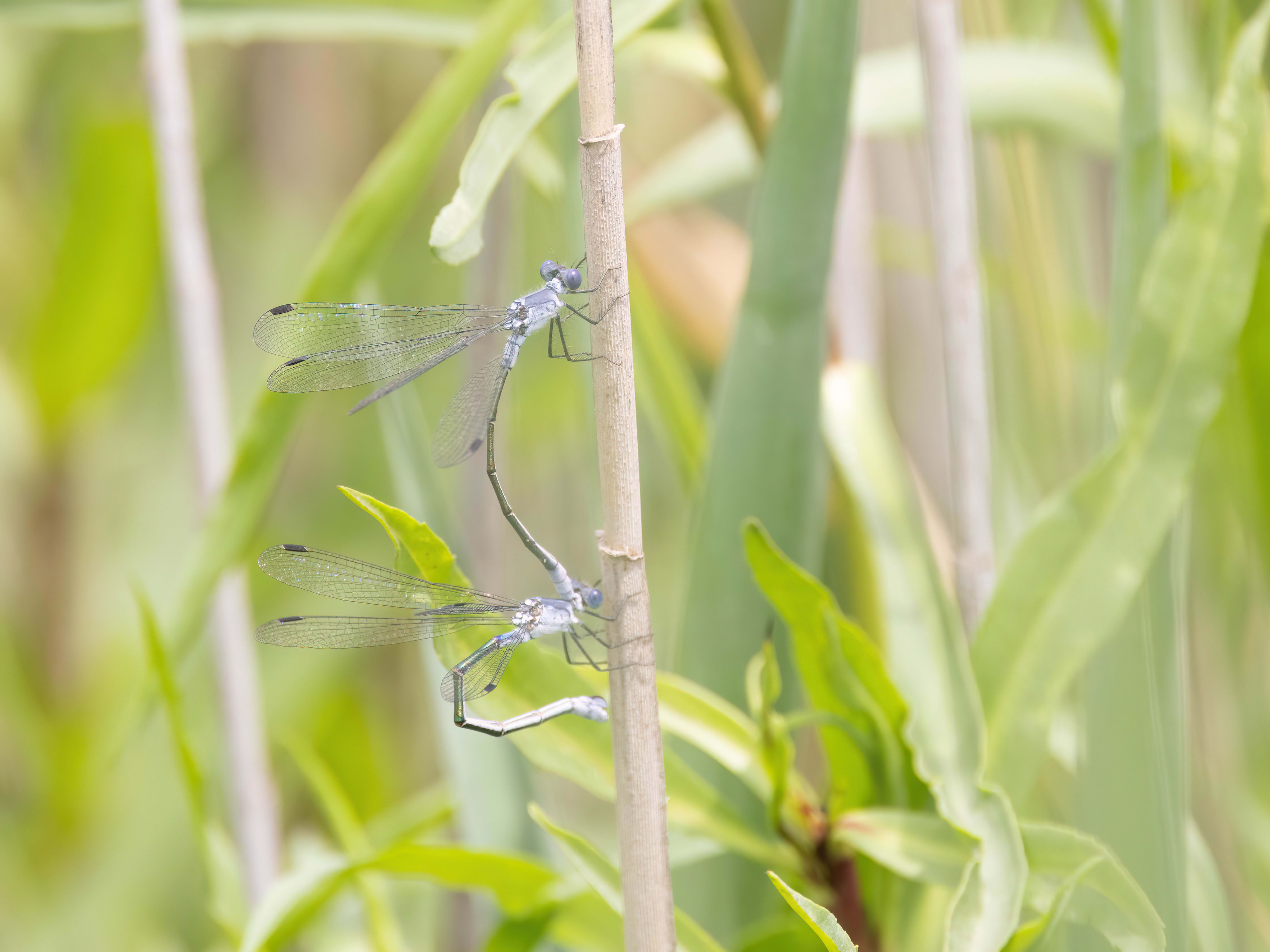 Dark Spreadwing