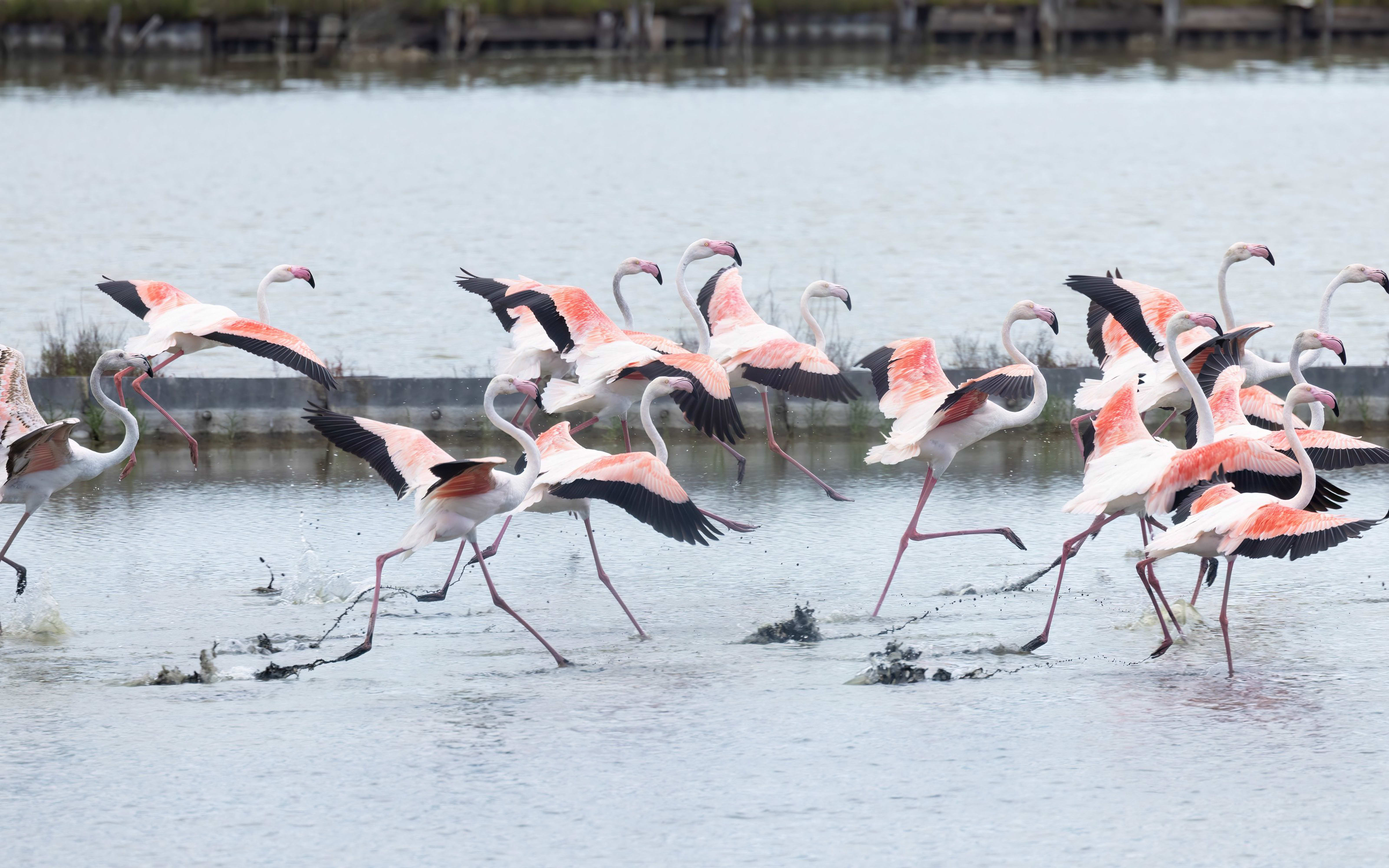 Greater Flamingo