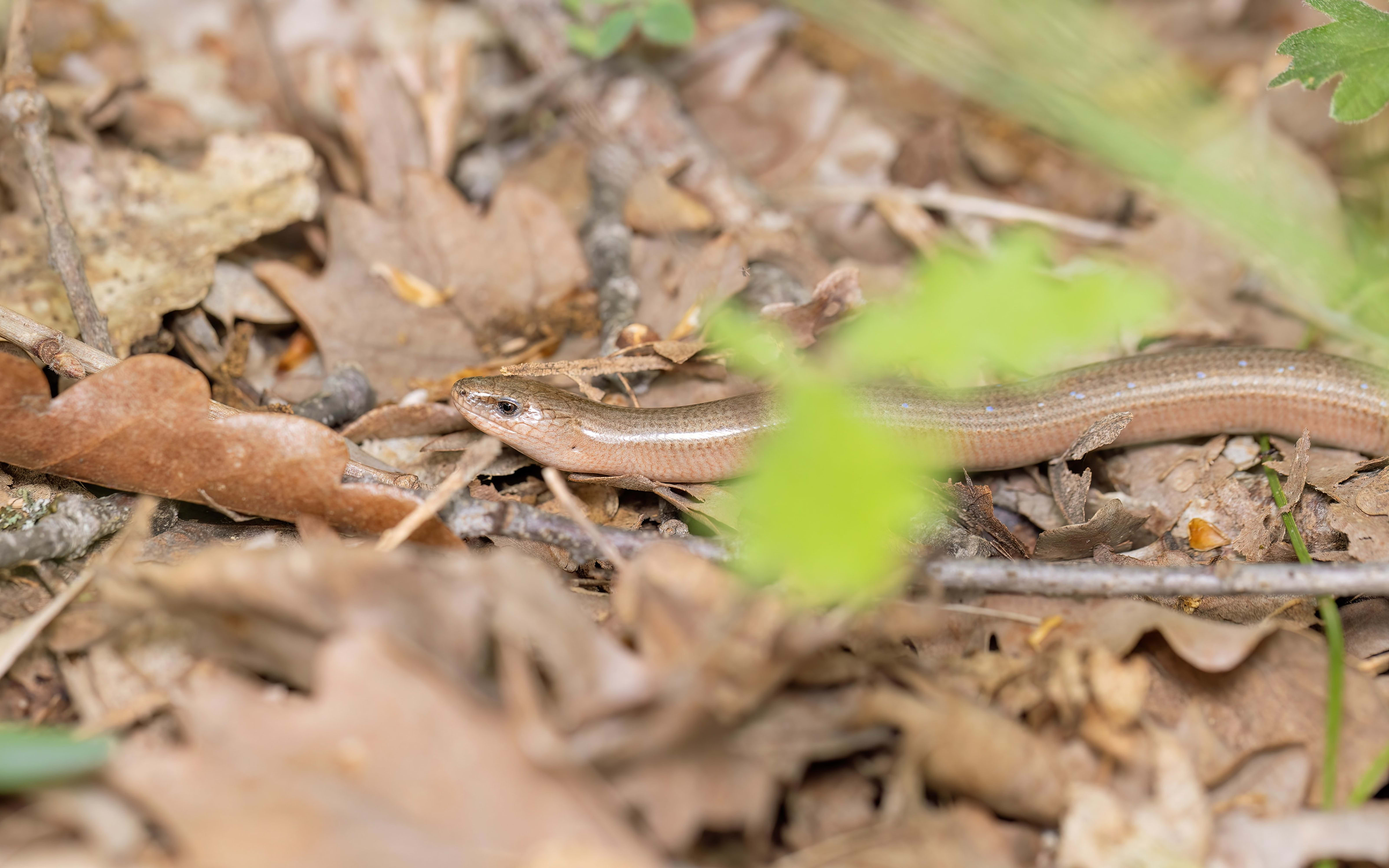 Eastern Slow Worm